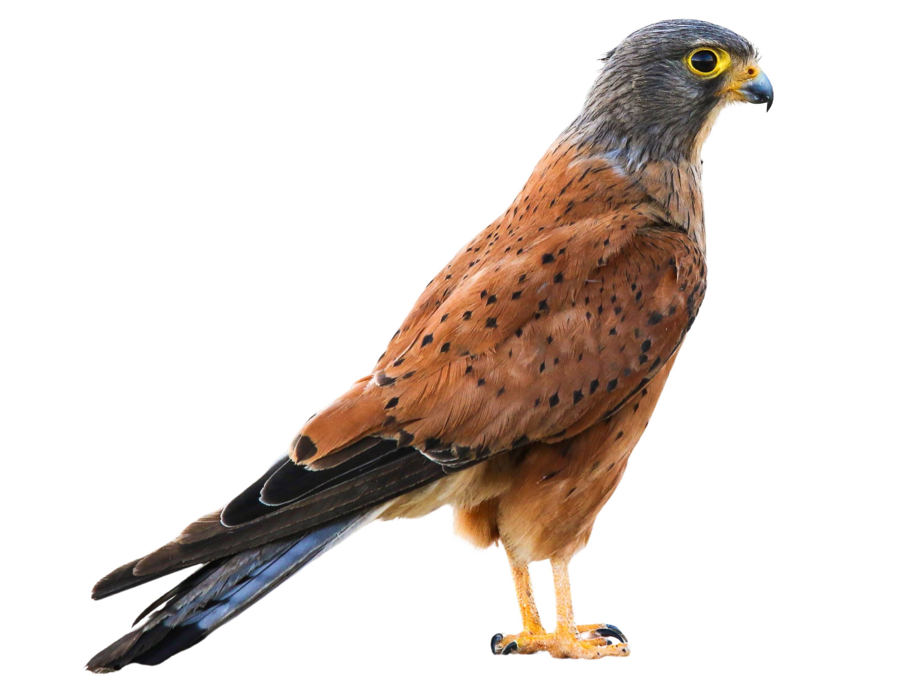 A photo of a Rock Kestrel (Falco rupicolus), male