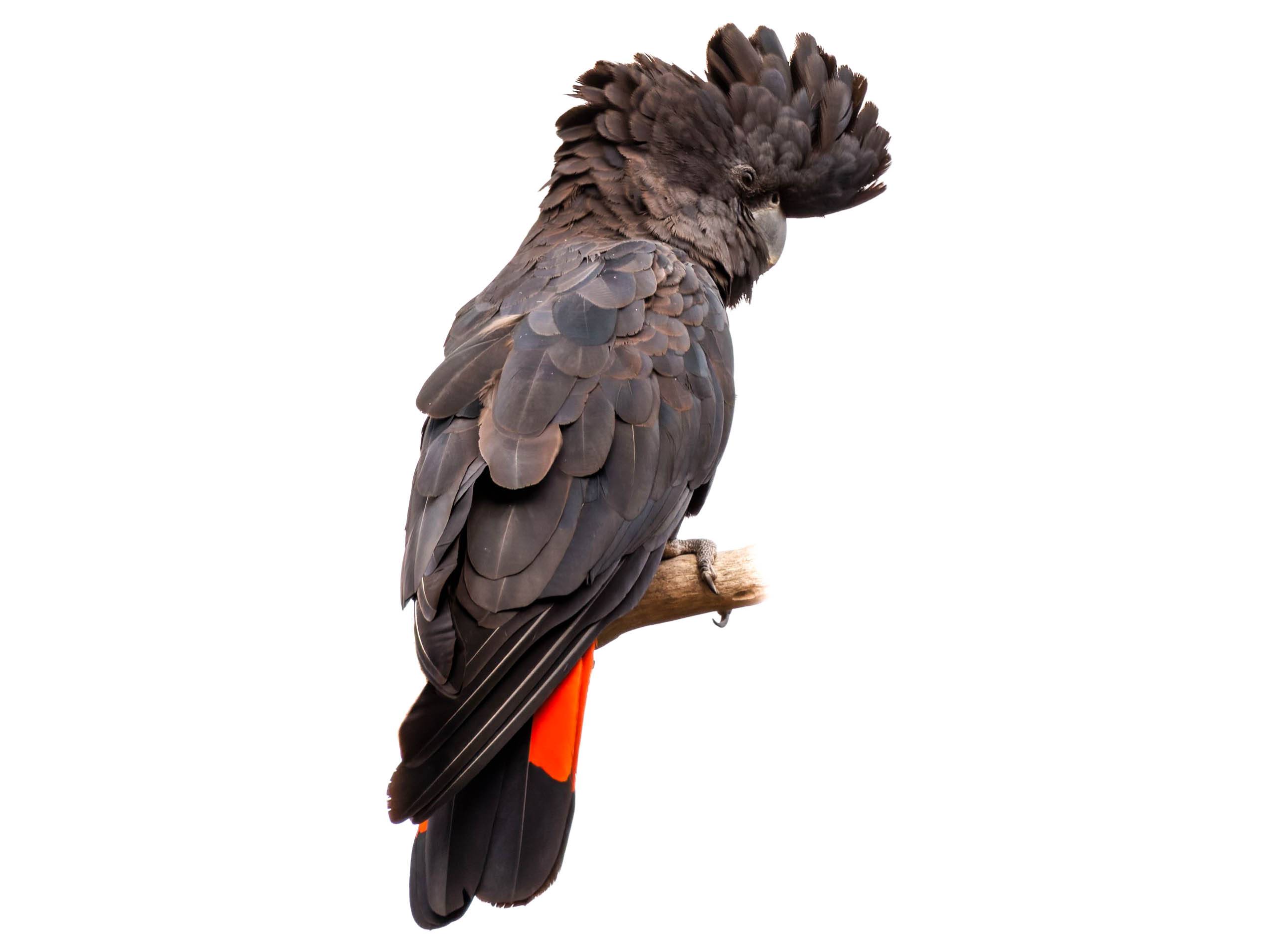 A photo of a Red-tailed Black Cockatoo (Calyptorhynchus banksii), male