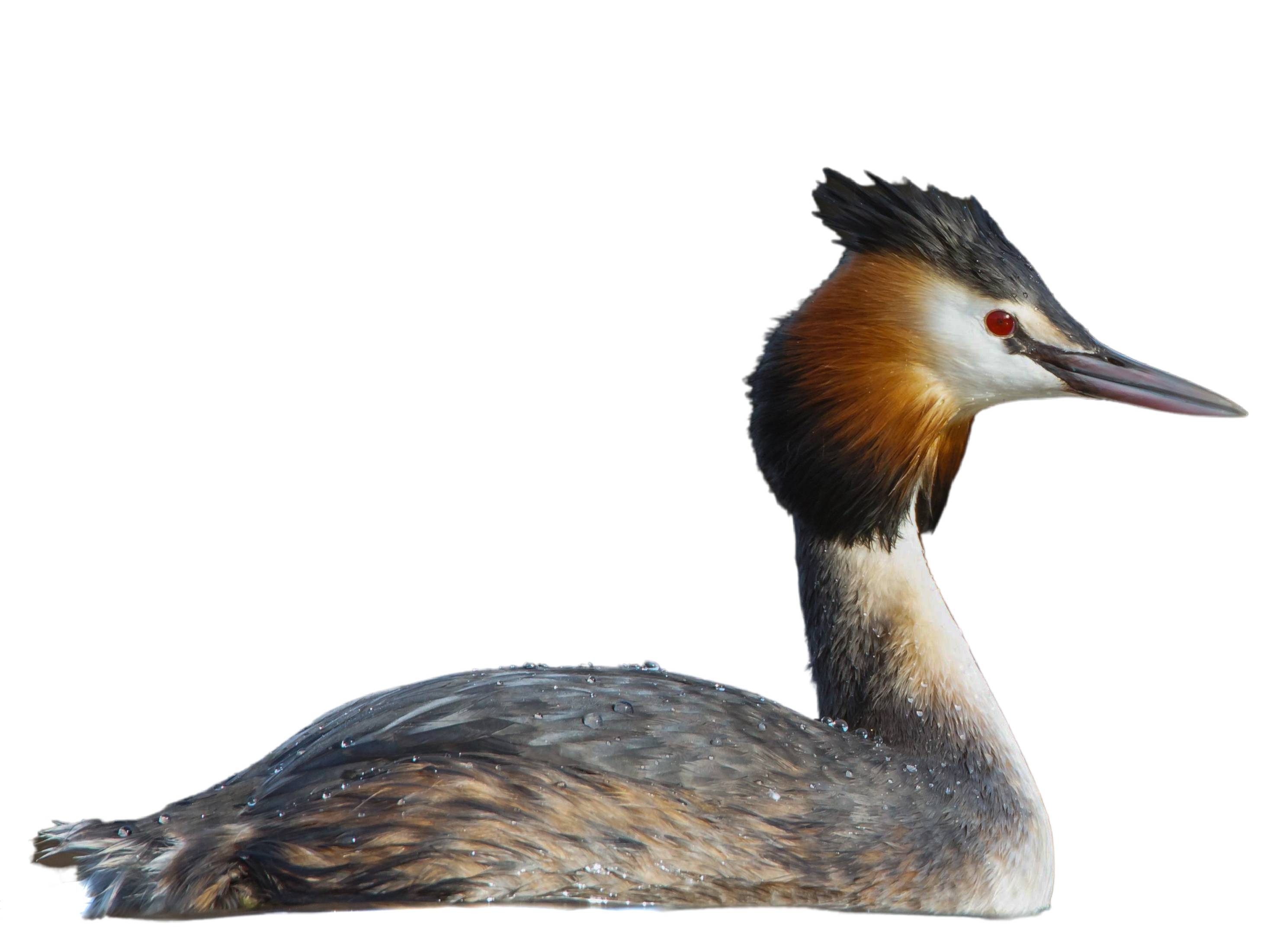 A photo of a Great Crested Grebe (Podiceps cristatus)