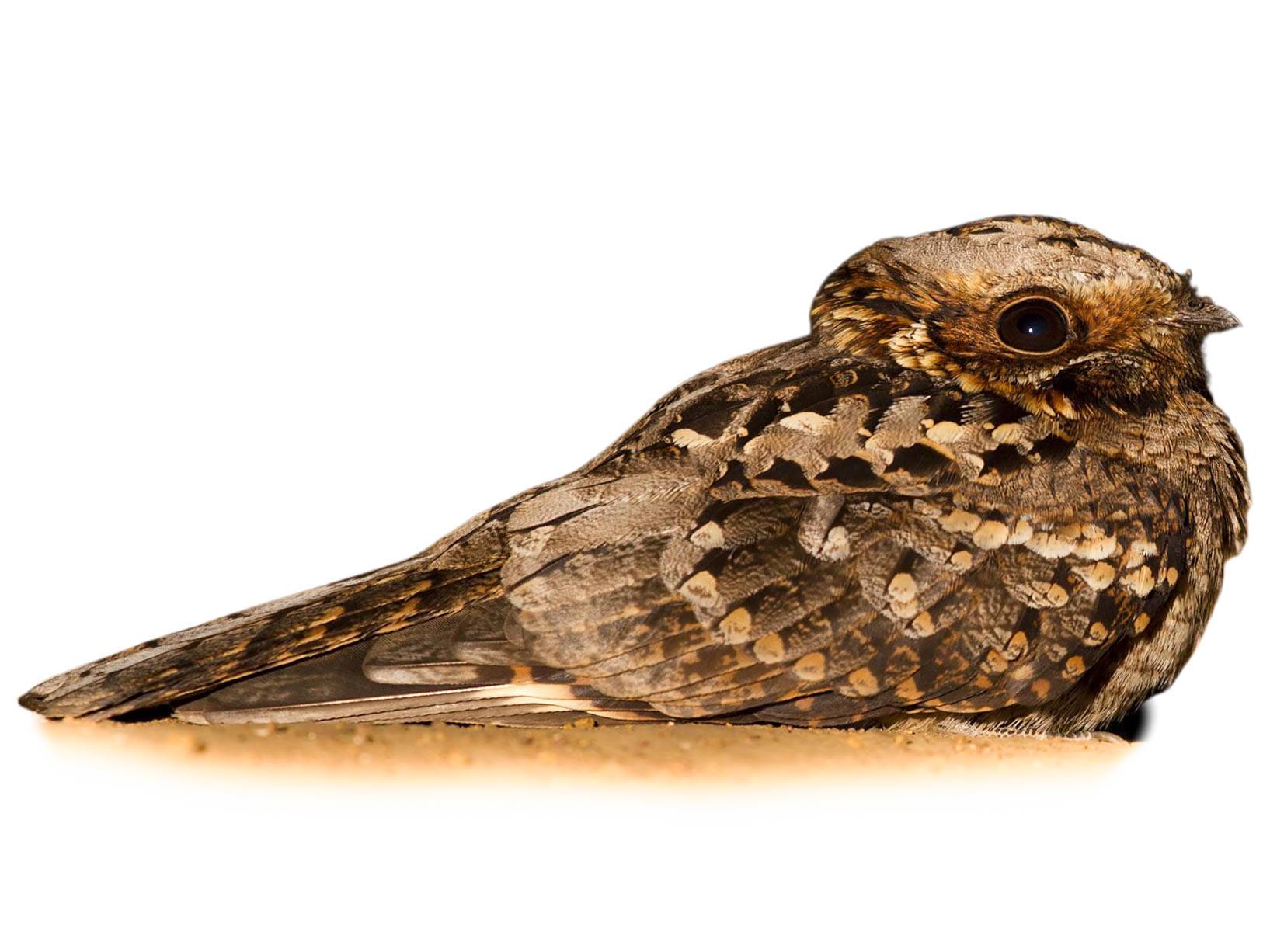 ガーネット ヌーマナイト フクロウ Fiery-necked Nightjar (Caprimulgus pectoralis) identification - Birda