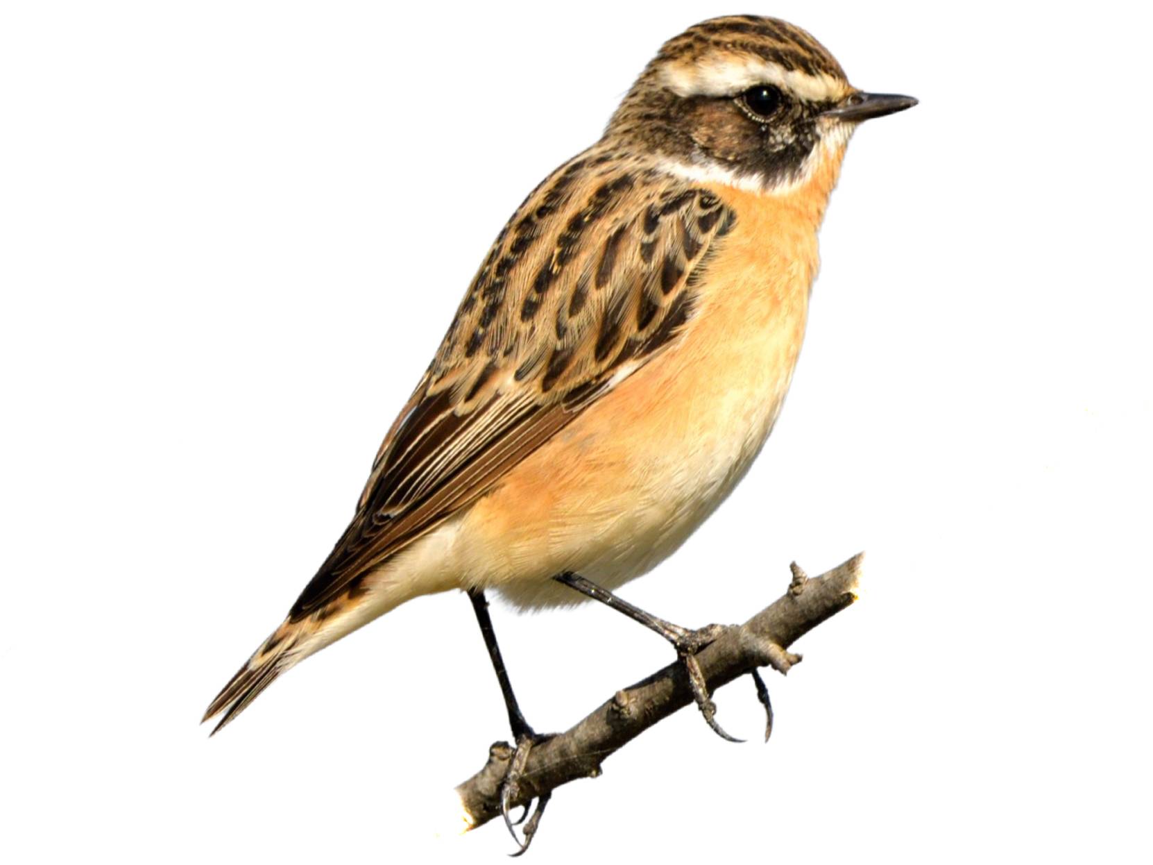 A photo of a Whinchat (Saxicola rubetra), male