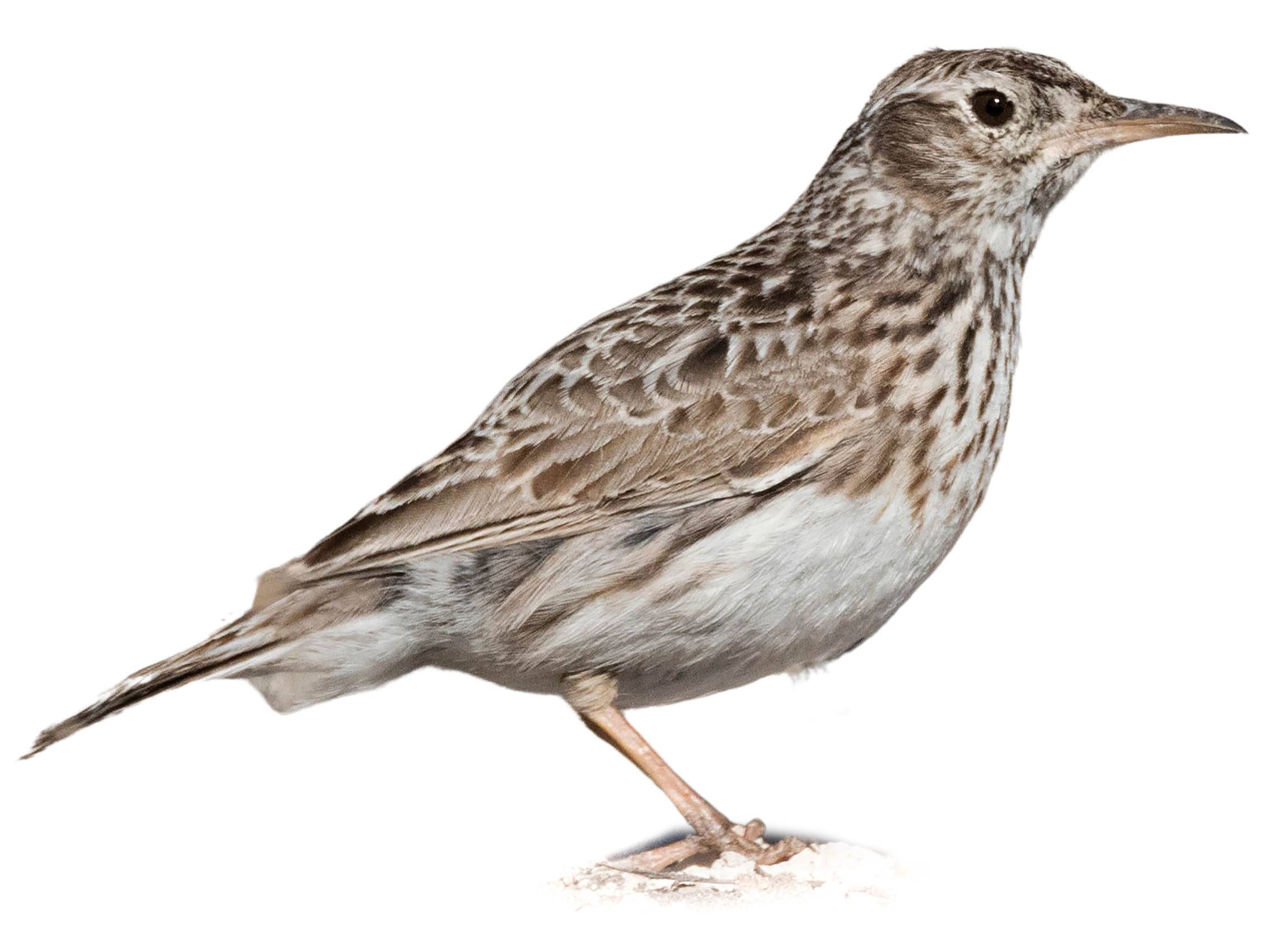 A photo of a Dupont's Lark (Chersophilus duponti)