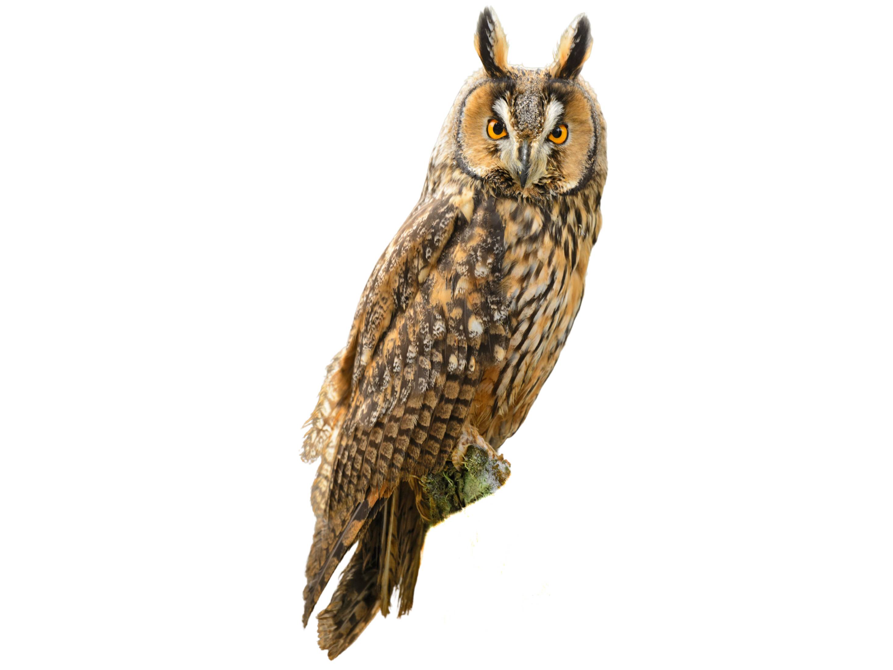 A photo of a Long-eared Owl (Asio otus)