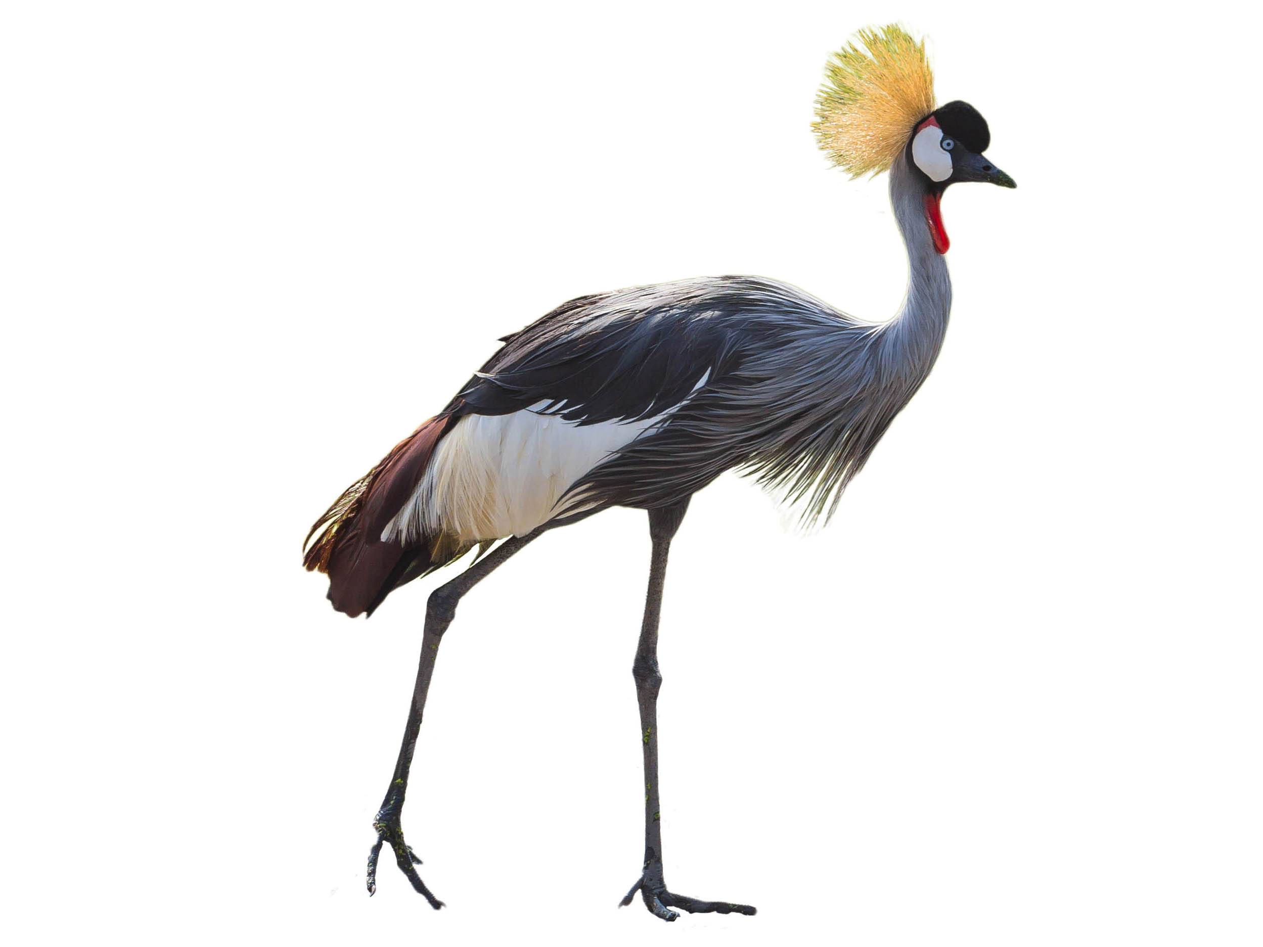A photo of a Black Crowned Crane (Balearica pavonina)