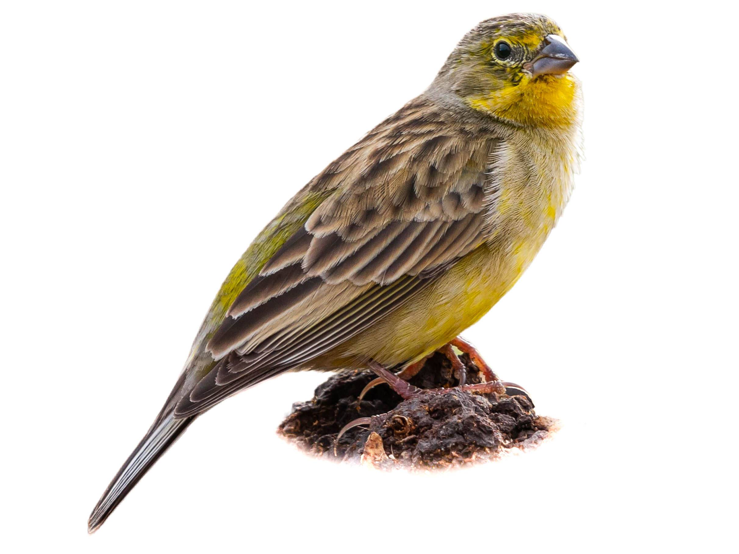 A photo of a Grassland Yellow Finch (Sicalis luteola)