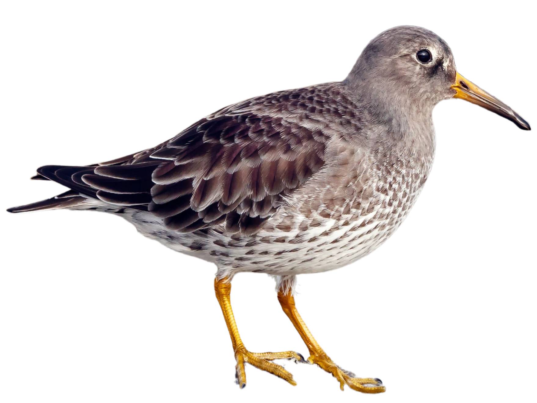 A photo of a Purple Sandpiper (Calidris maritima)