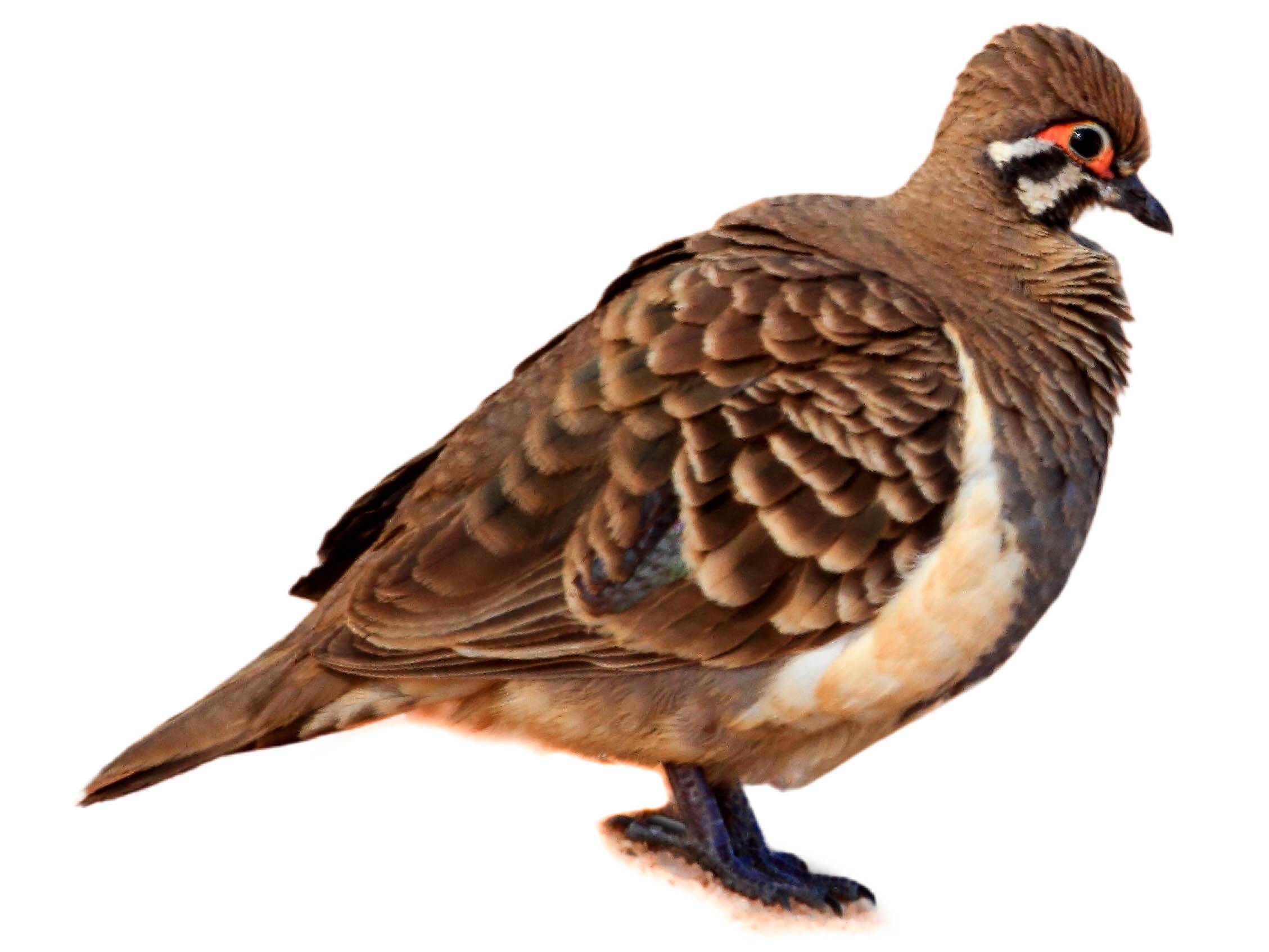 A photo of a Squatter Pigeon (Geophaps scripta)