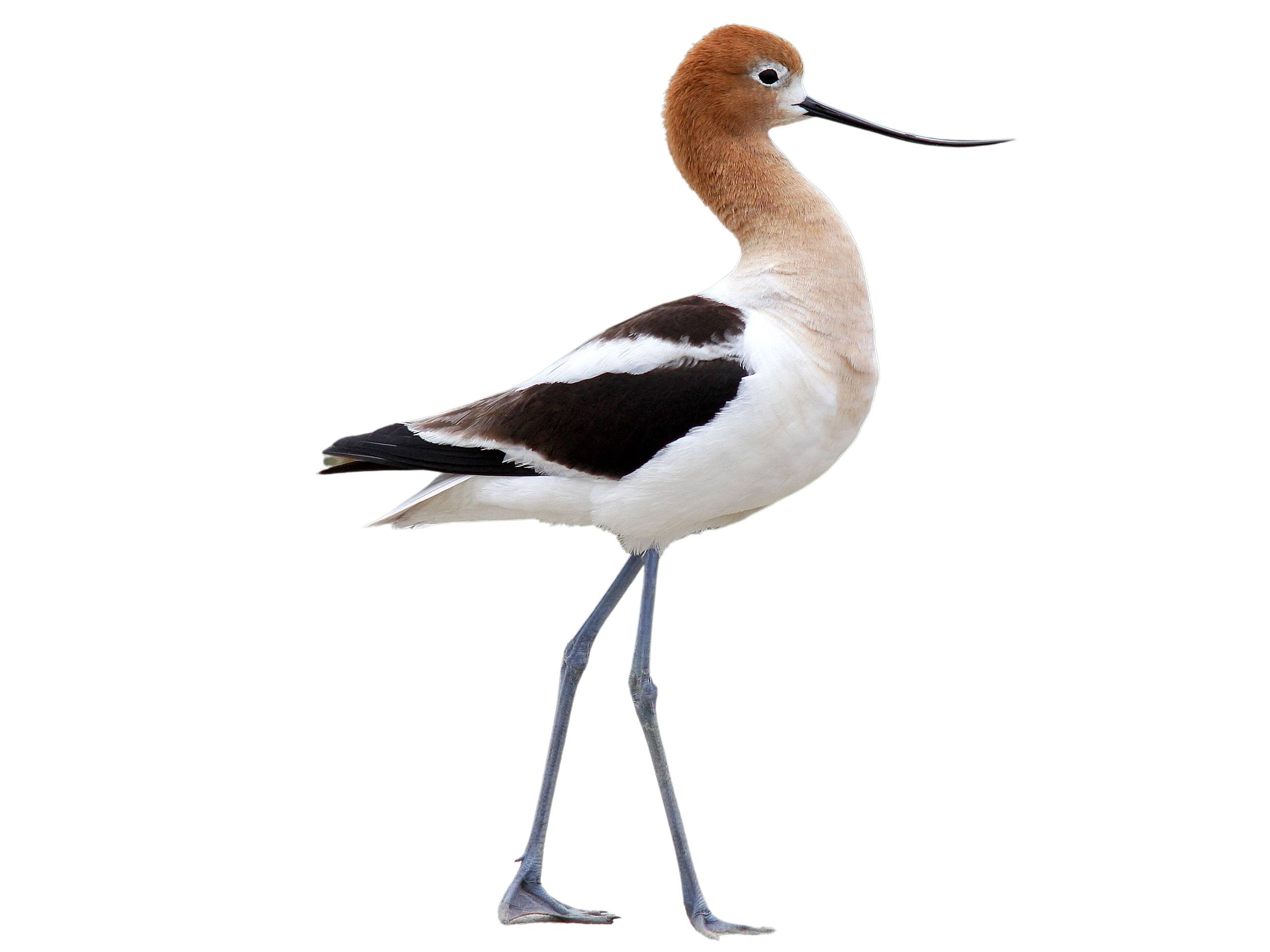 A photo of a American Avocet (Recurvirostra americana)