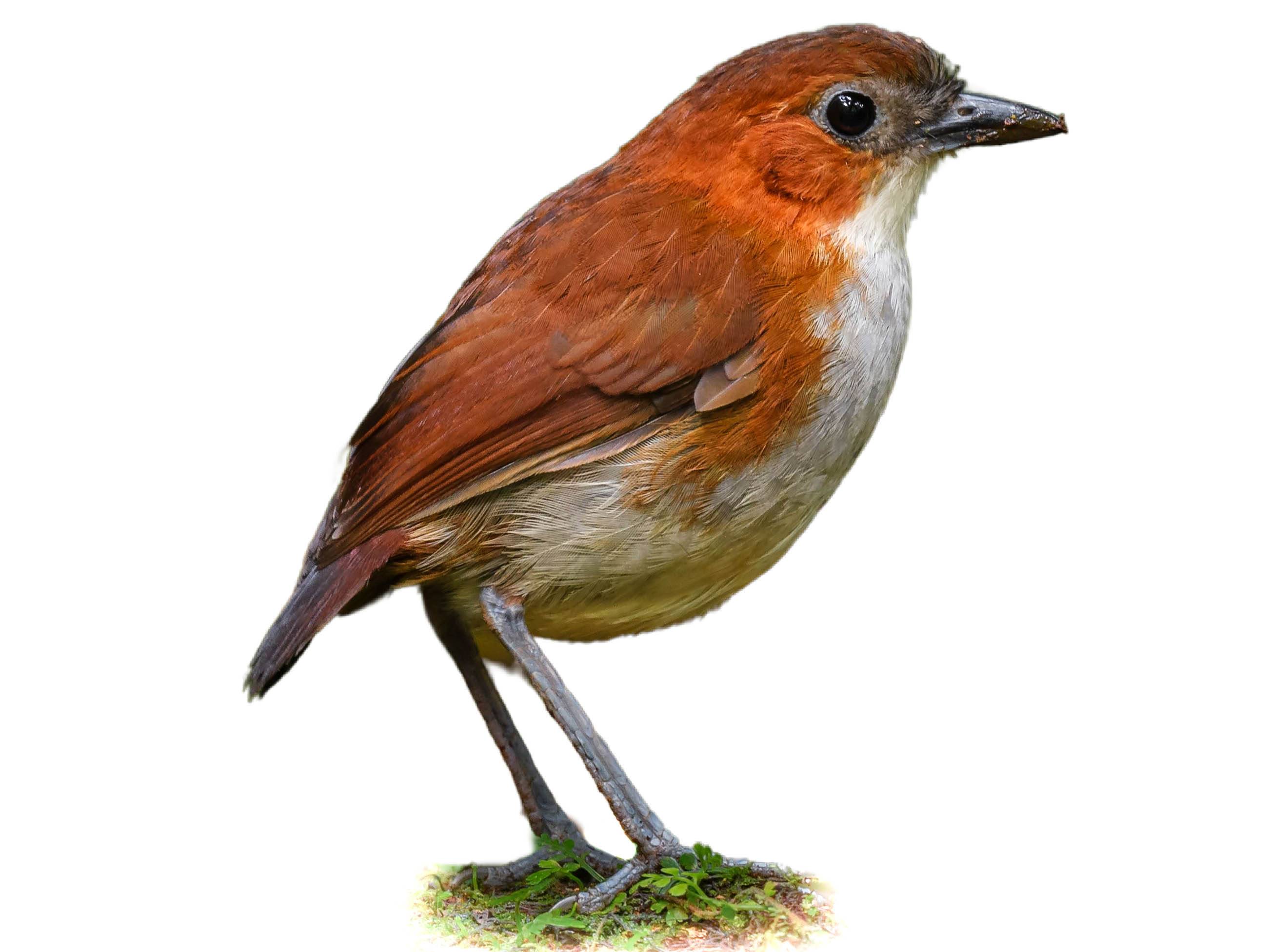 A photo of a White-bellied Antpitta (Grallaria hypoleuca)