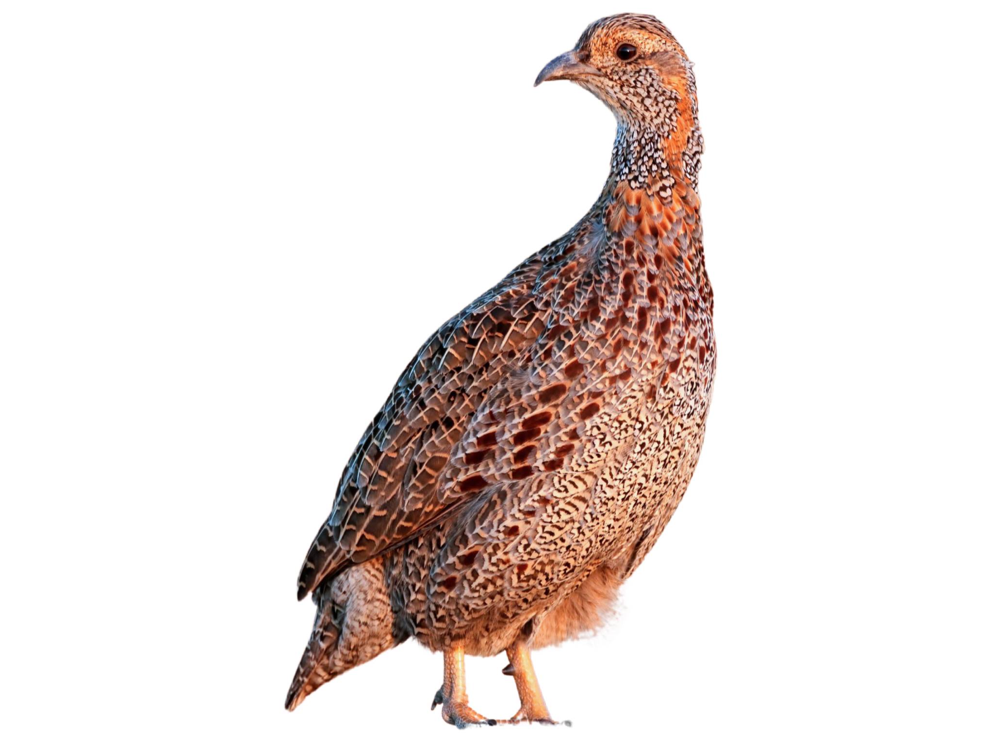 A photo of a Grey-winged Francolin (Scleroptila afra)