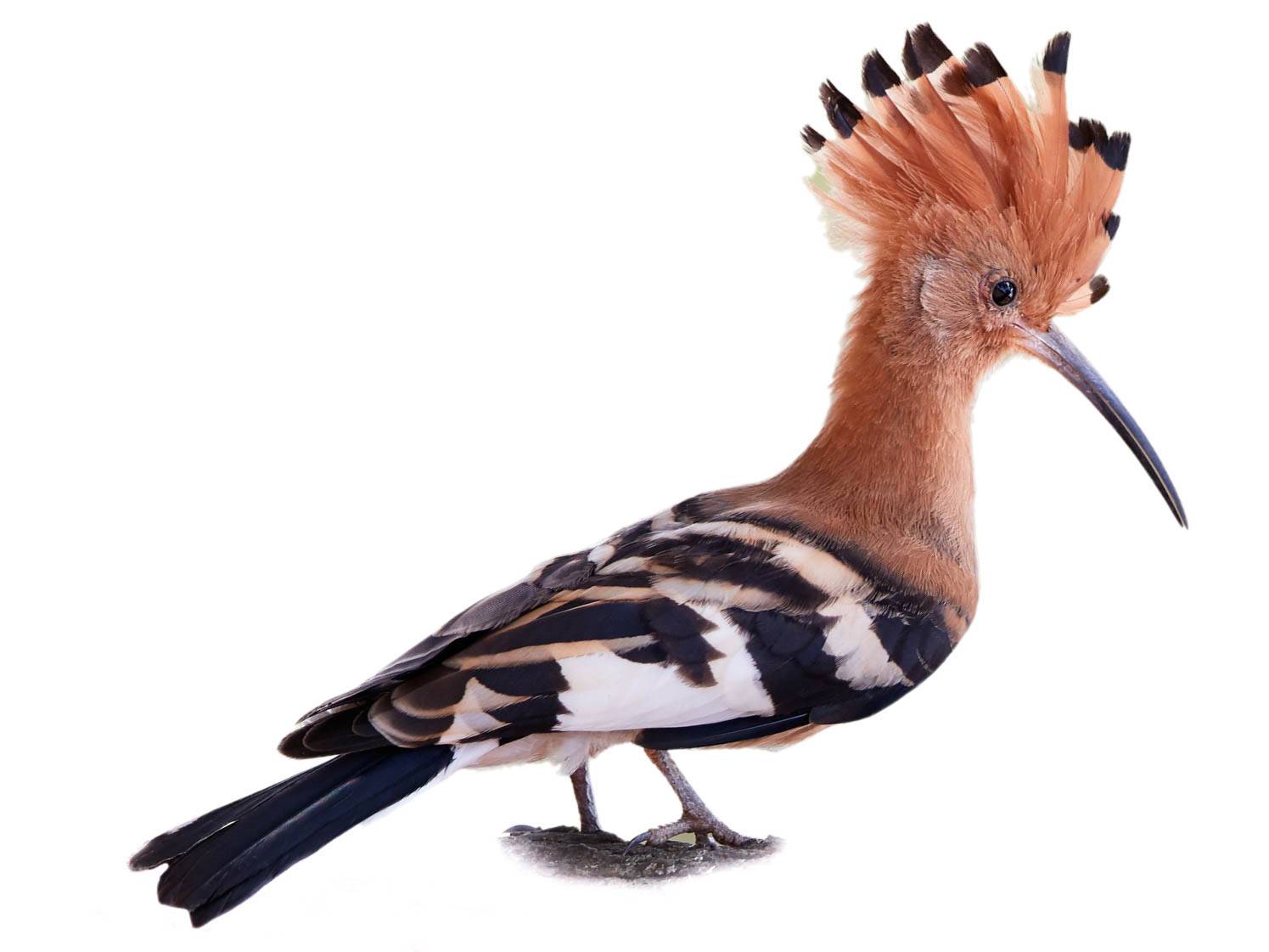 A photo of a African Hoopoe (Upupa africana)