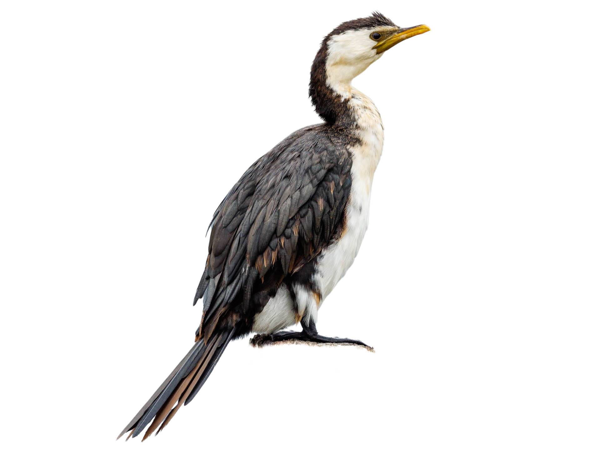 A photo of a Little Pied Cormorant (Microcarbo melanoleucos)