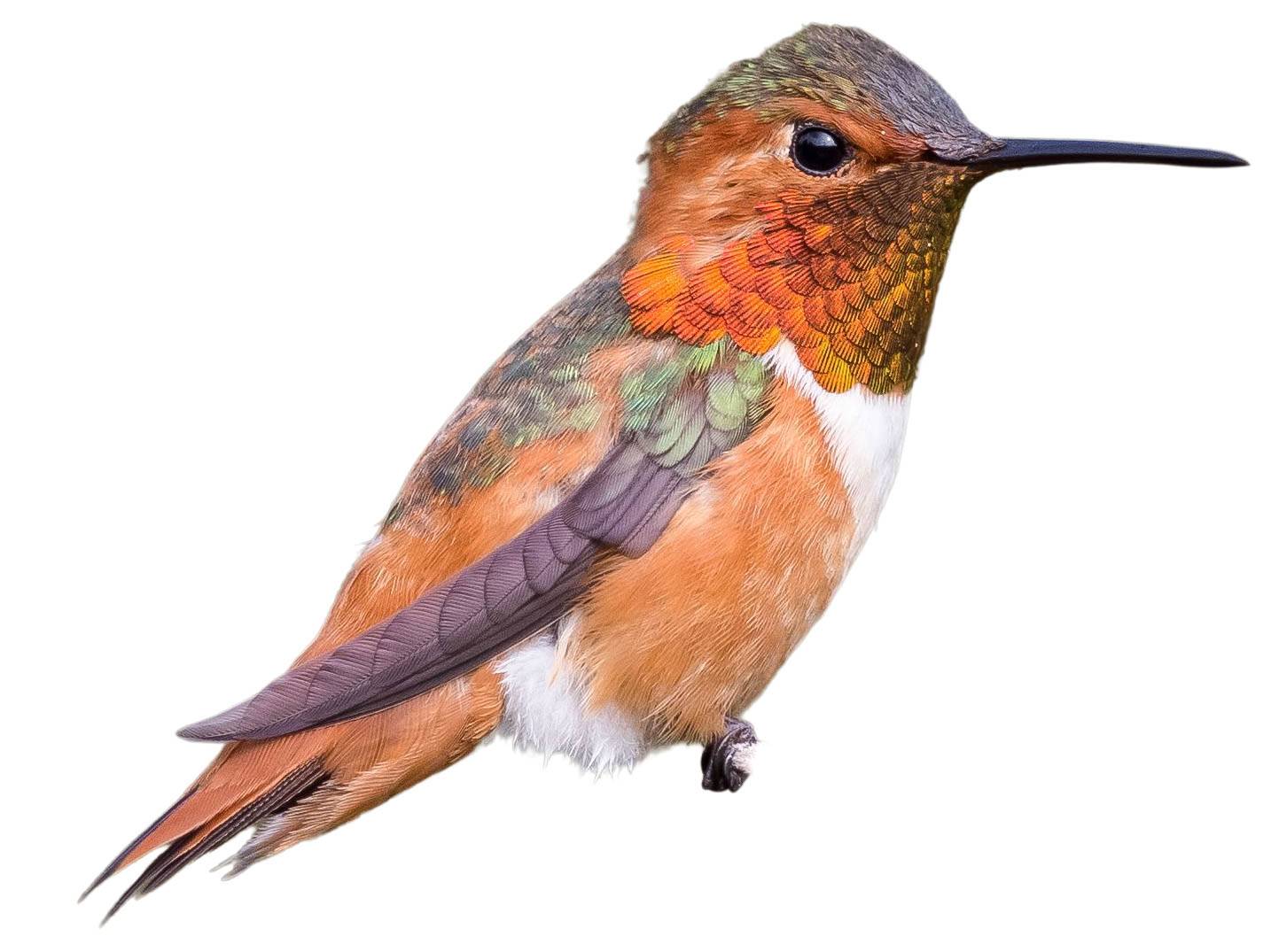 A photo of a Allen's Hummingbird (Selasphorus sasin), male