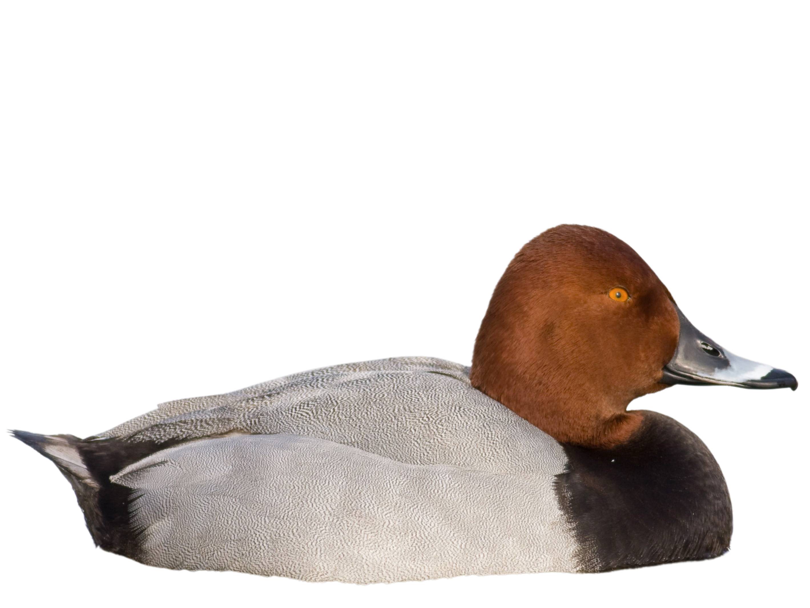 A photo of a Common Pochard (Aythya ferina), male