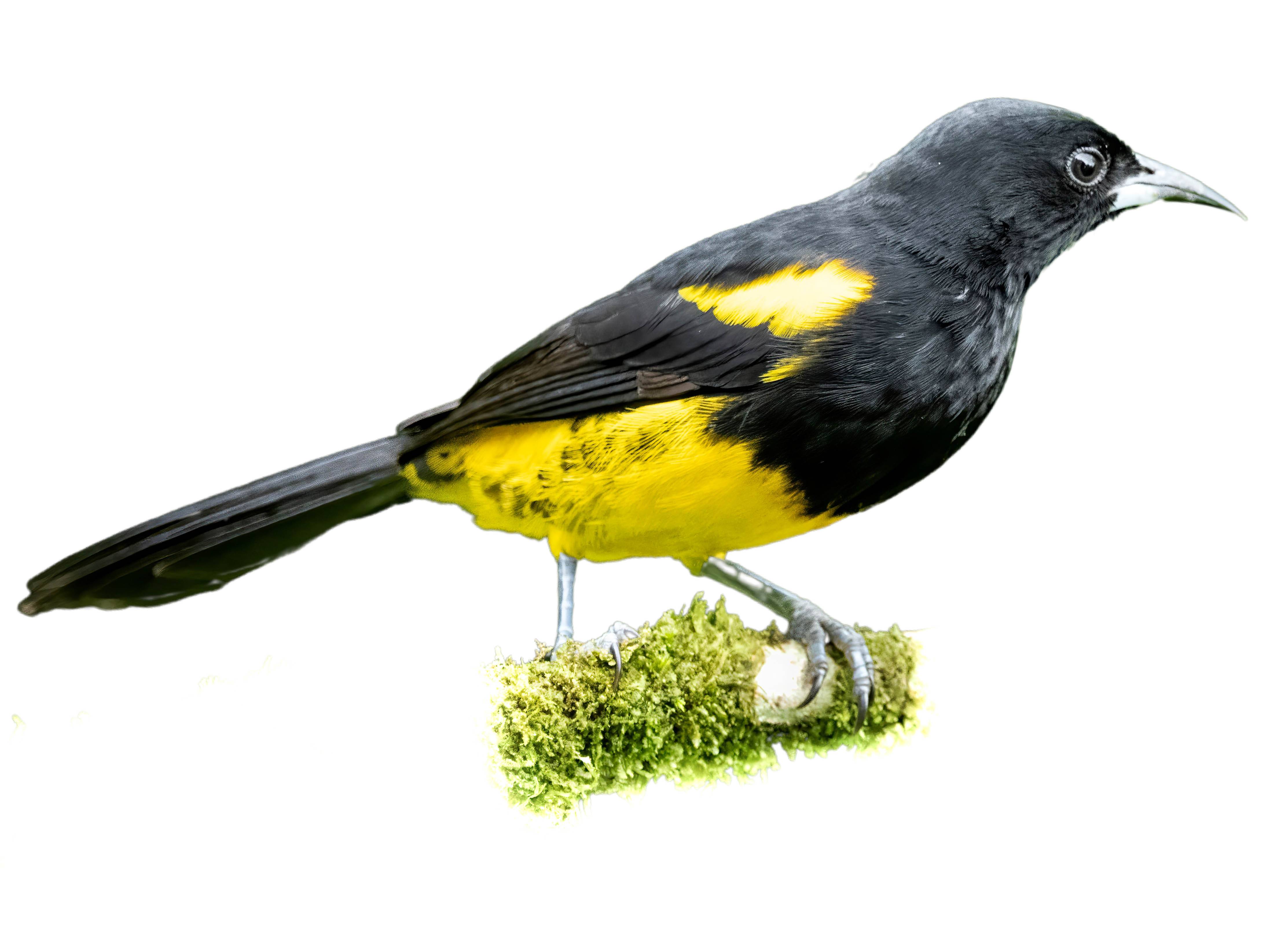 A photo of a Black-cowled Oriole (Icterus prosthemelas)