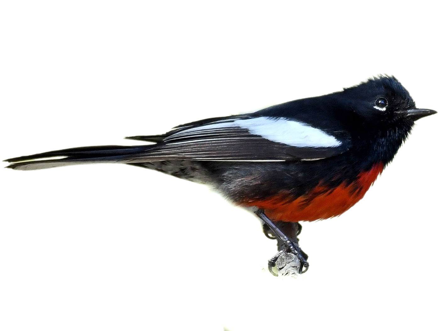 A photo of a Painted Whitestart (Myioborus pictus)