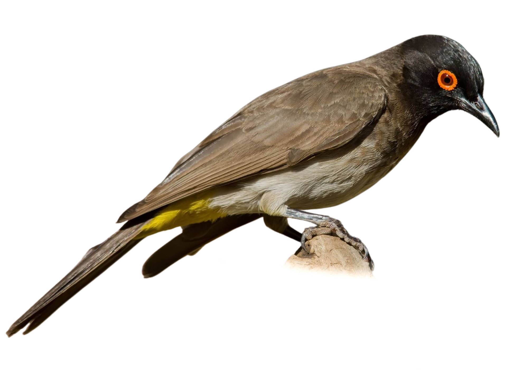 A photo of a African Red-eyed Bulbul (Pycnonotus nigricans)