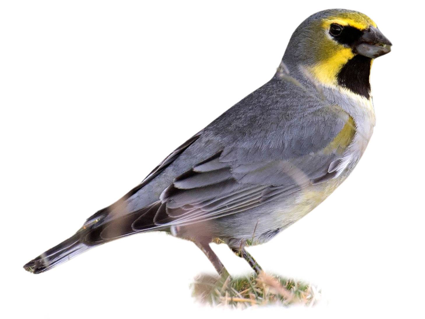 A photo of a Yellow-bridled Finch (Melanodera xanthogramma), male