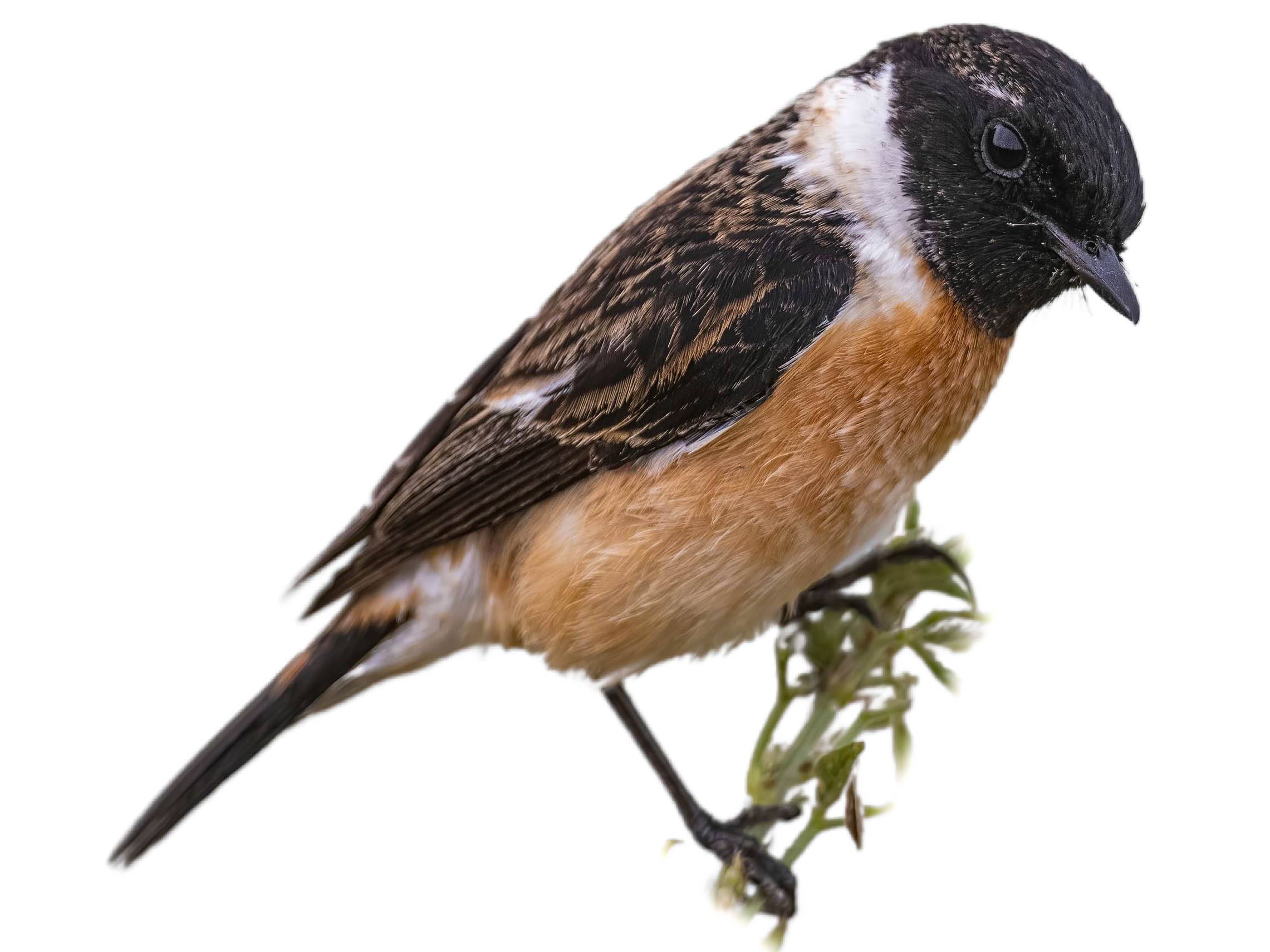 A photo of a Amur Stonechat (Saxicola stejnegeri), male