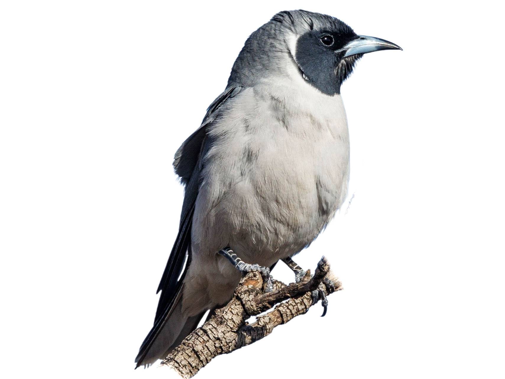 A photo of a Masked Woodswallow (Artamus personatus), male