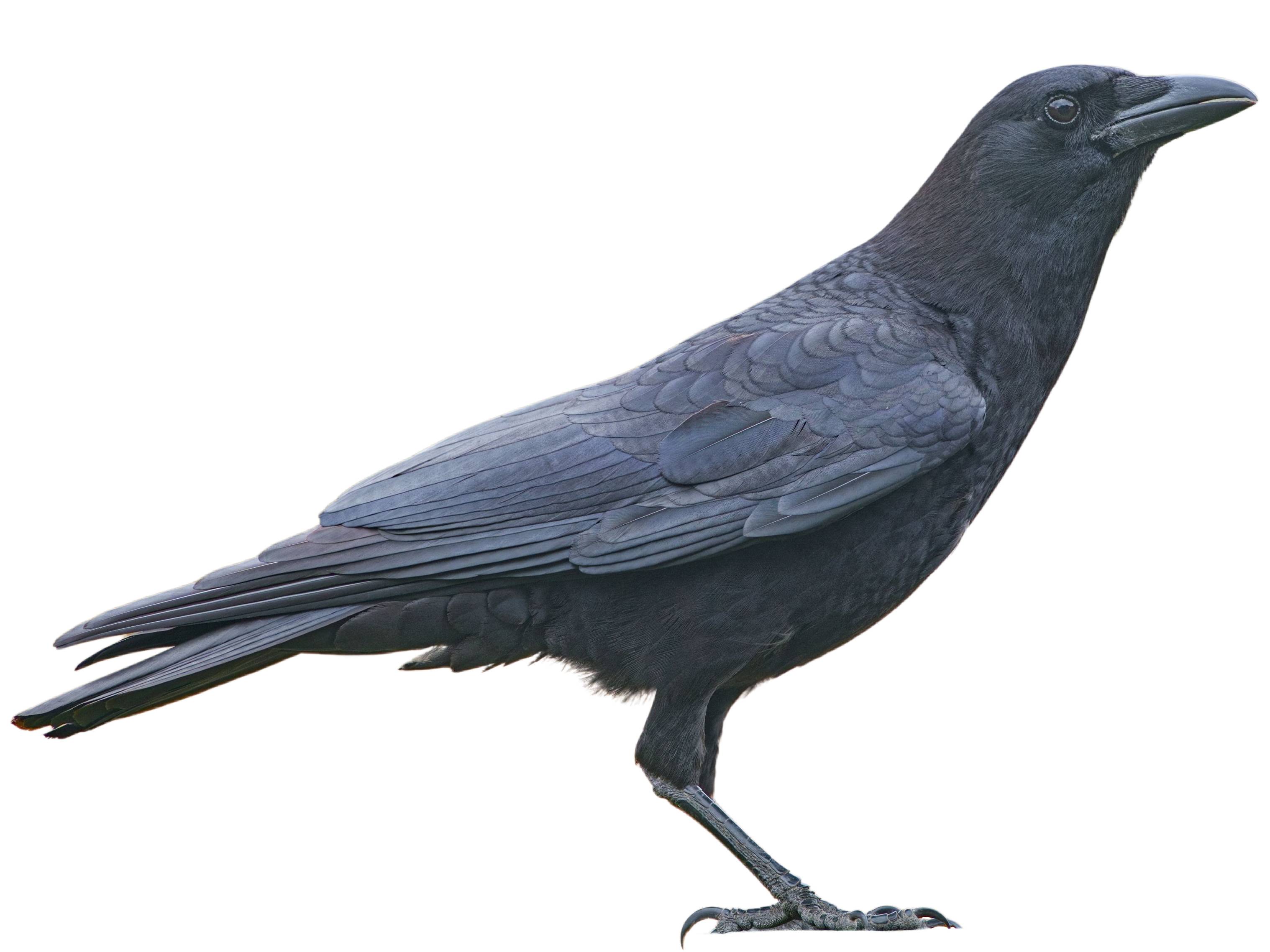 A photo of a Fish Crow (Corvus ossifragus)