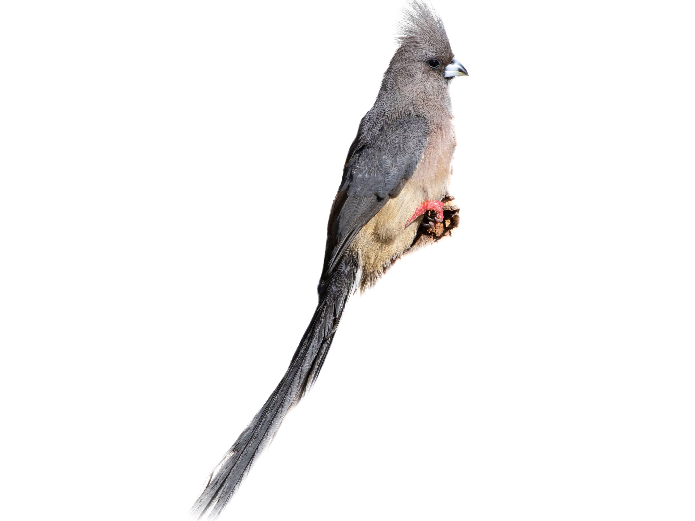 A photo of a White-backed Mousebird (Colius colius)