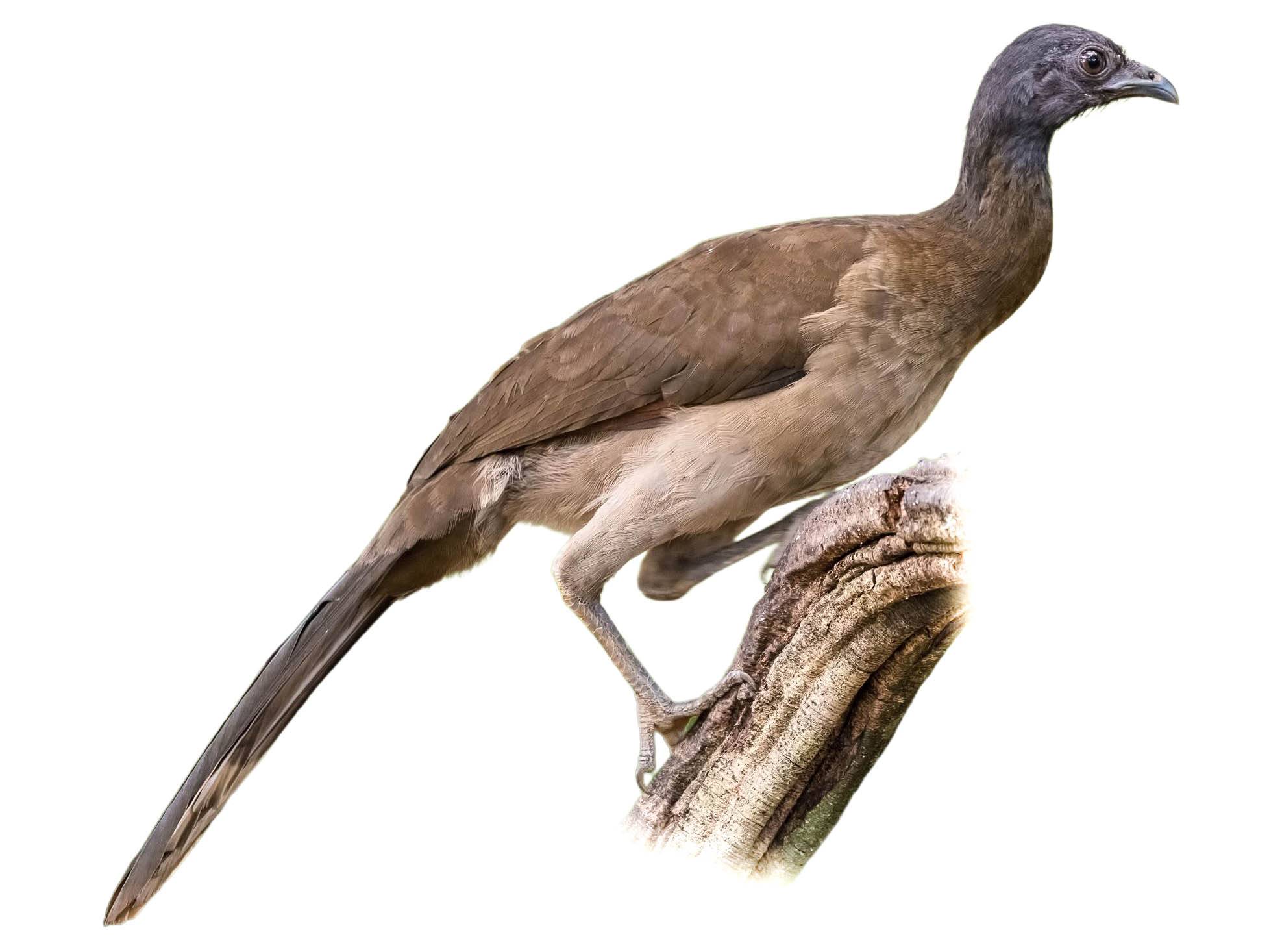 A photo of a Grey-headed Chachalaca (Ortalis cinereiceps)
