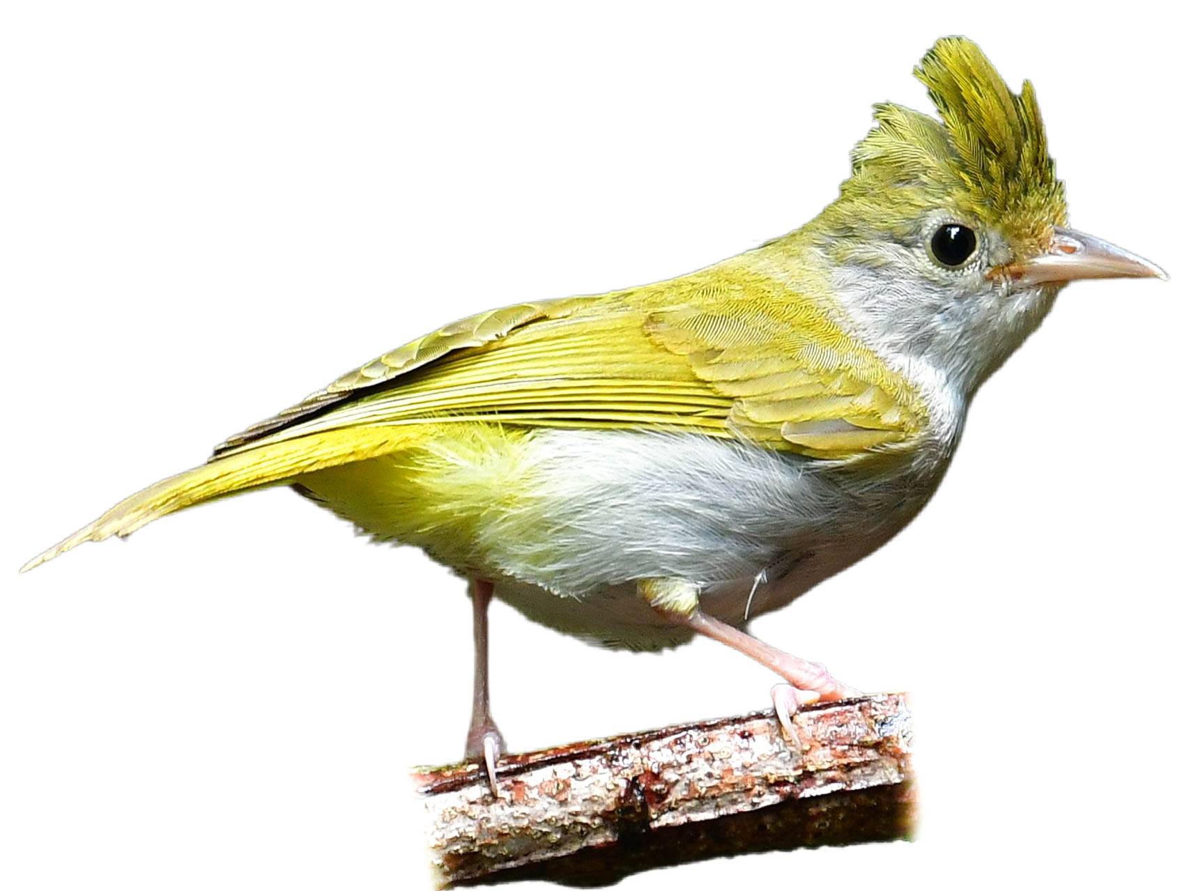 A photo of a White-bellied Erpornis (Erpornis zantholeuca)