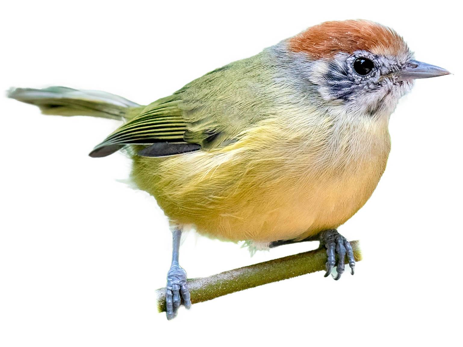 A photo of a Rufous-crowned Greenlet (Hylophilus poicilotis)