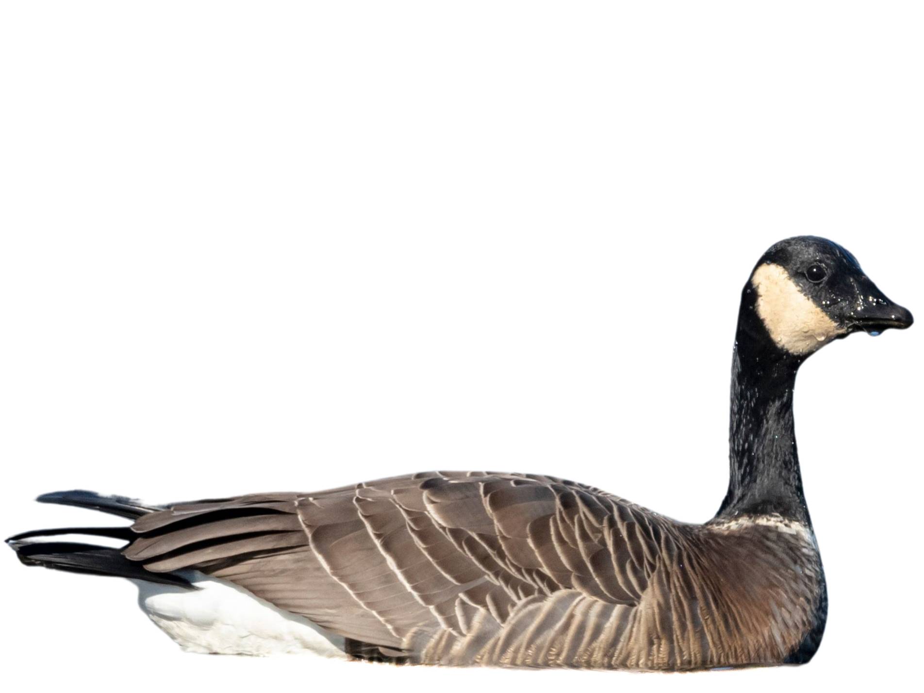 Cackling Goose (Branta hutchinsii) identification - Birda