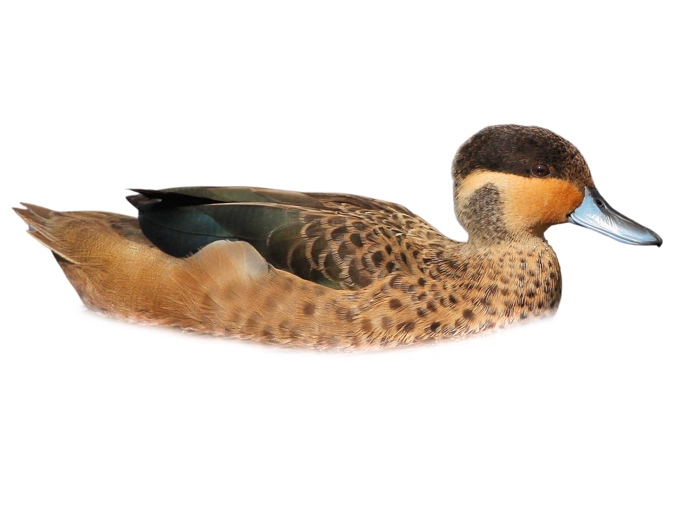 A photo of a Blue-billed Teal (Spatula hottentota)