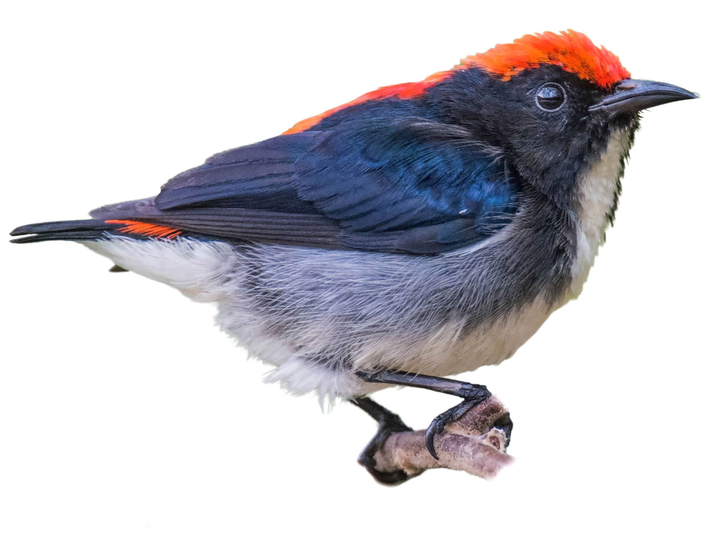 A photo of a Scarlet-backed Flowerpecker (Dicaeum cruentatum), male