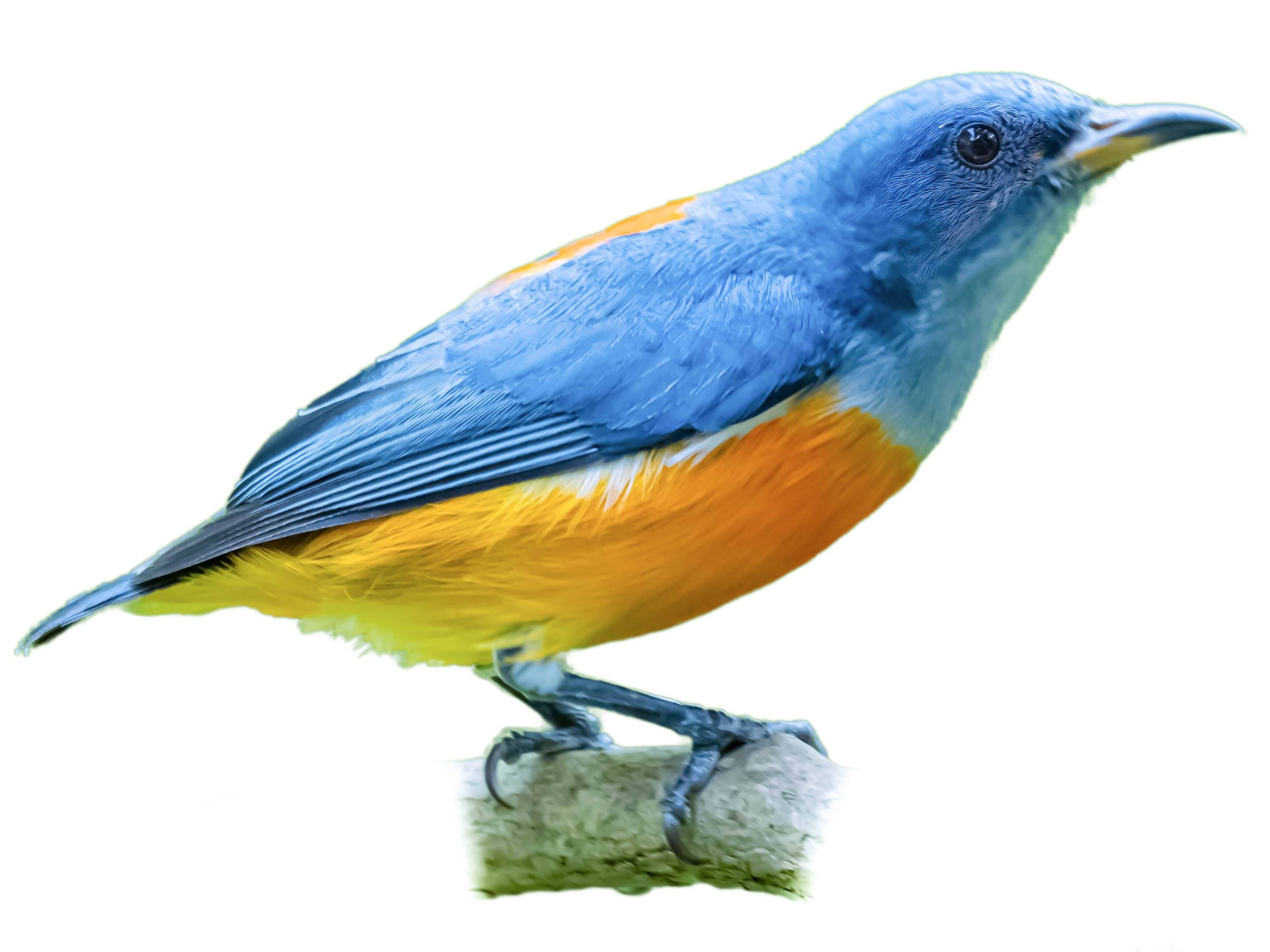 A photo of a Orange-bellied Flowerpecker (Dicaeum trigonostigma), male