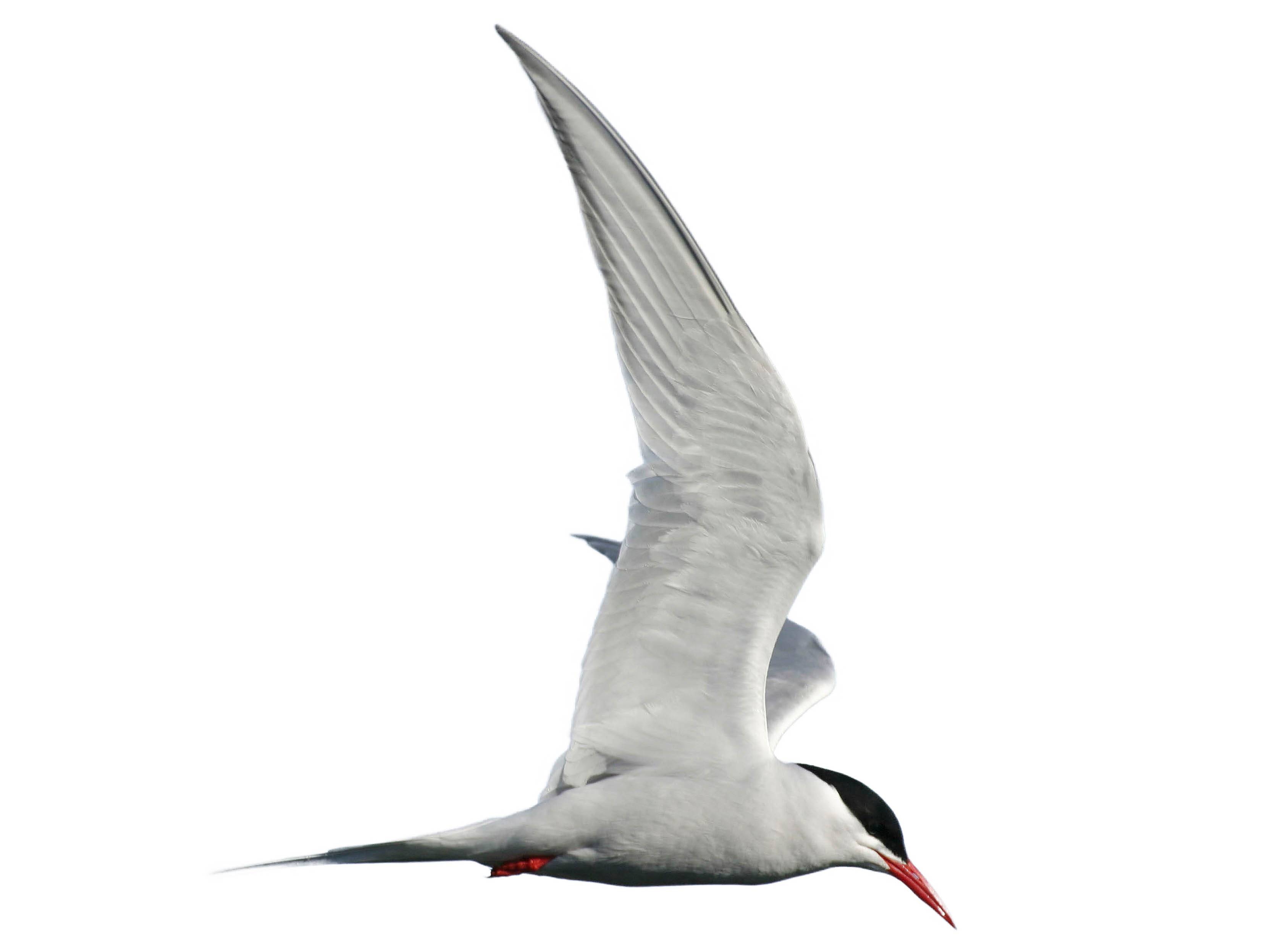 A photo of a South American Tern (Sterna hirundinacea)