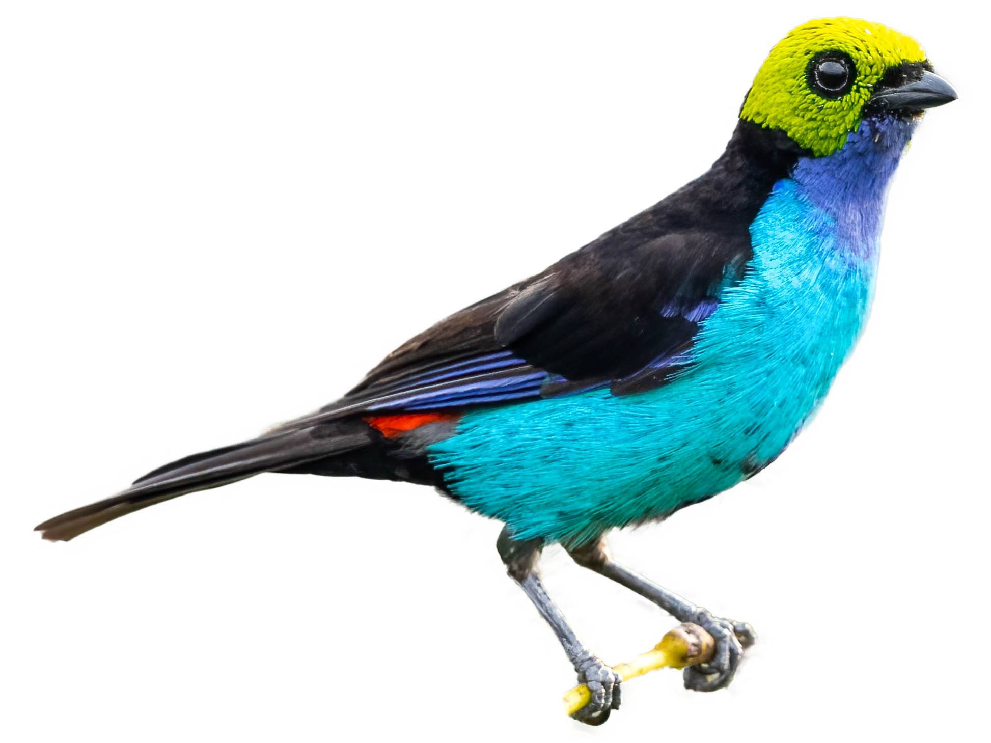 A photo of a Paradise Tanager (Tangara chilensis)