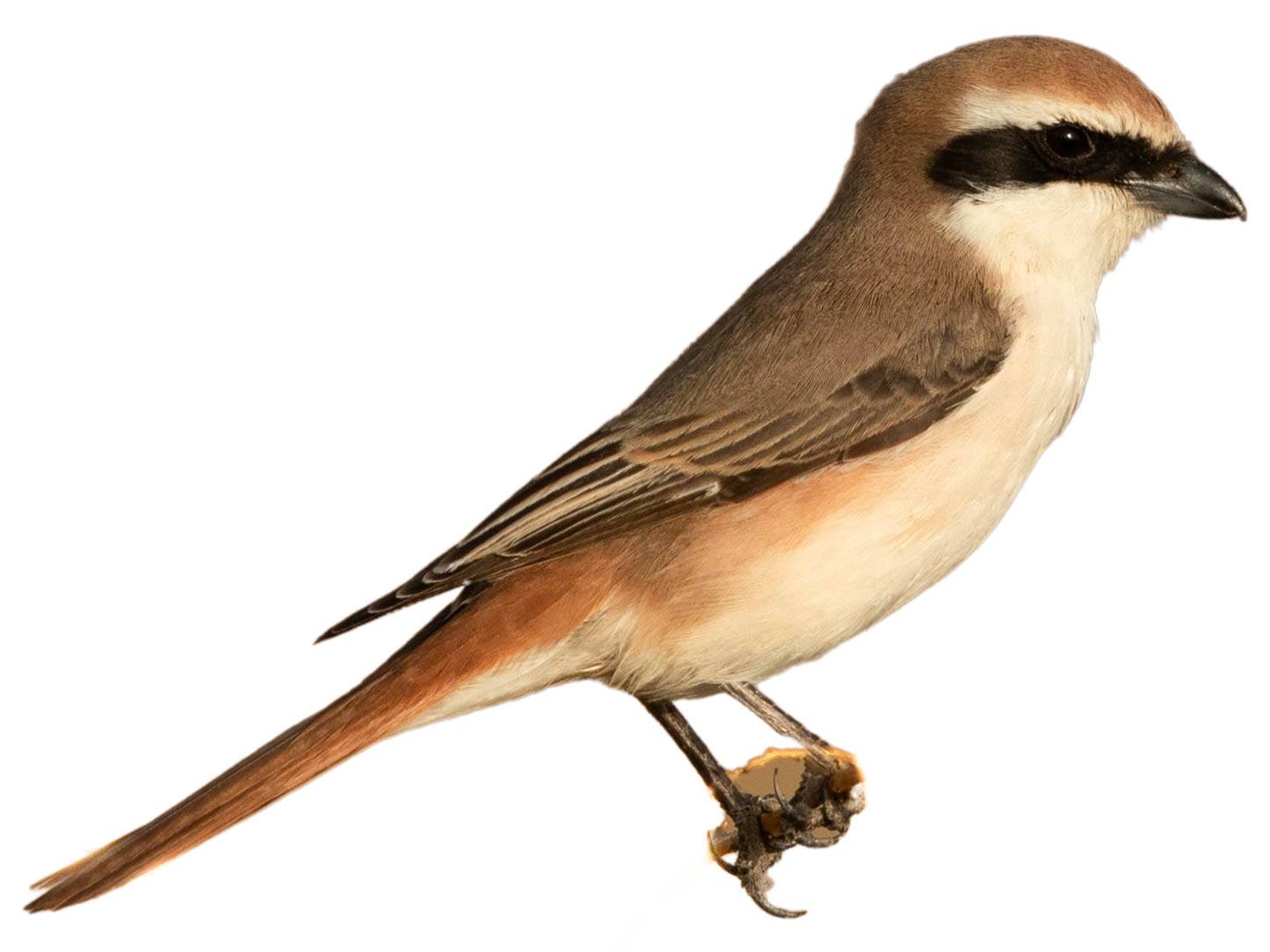 A photo of a Red-tailed Shrike (Lanius phoenicuroides), male