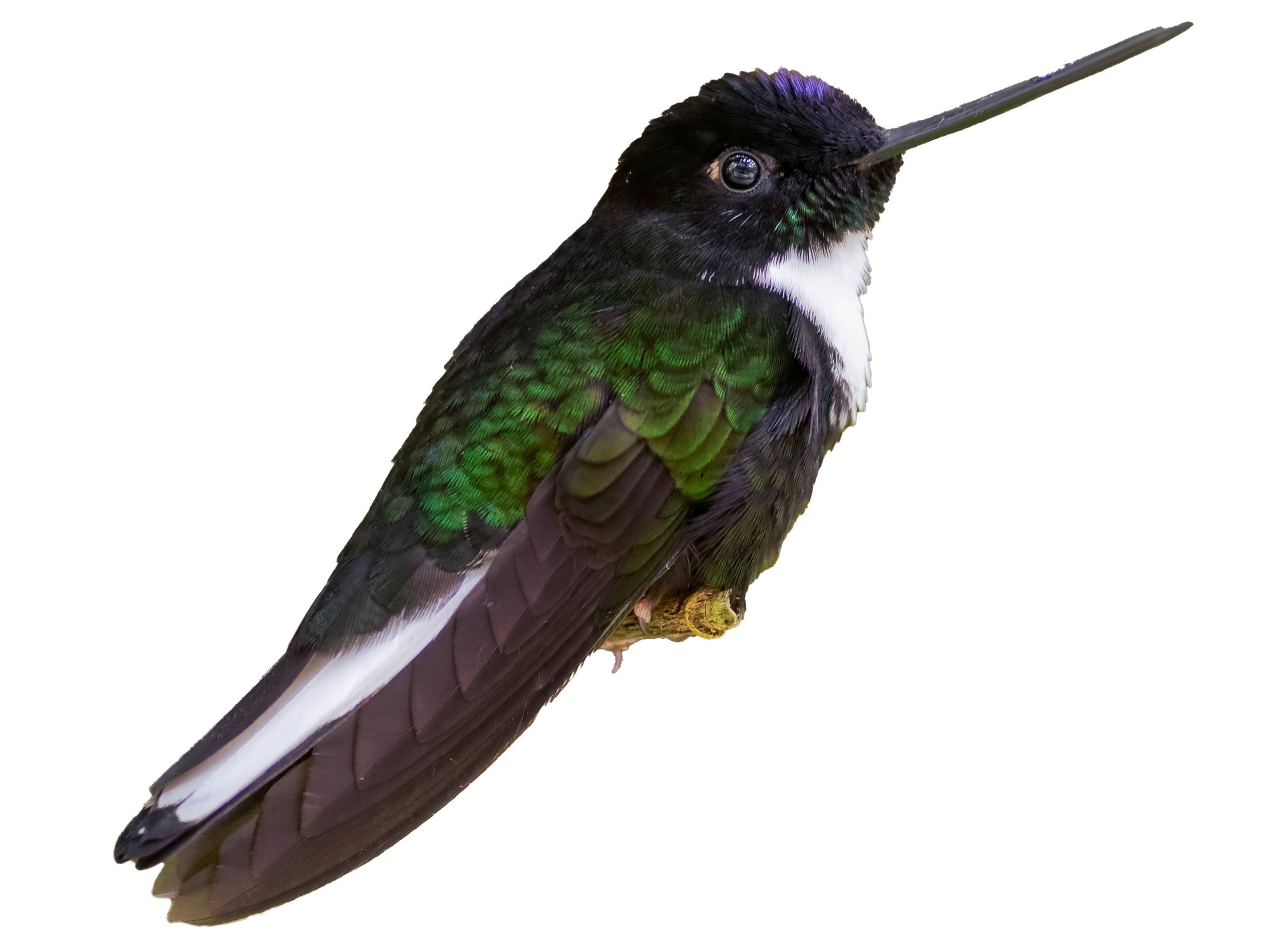 A photo of a Collared Inca (Coeligena torquata), male