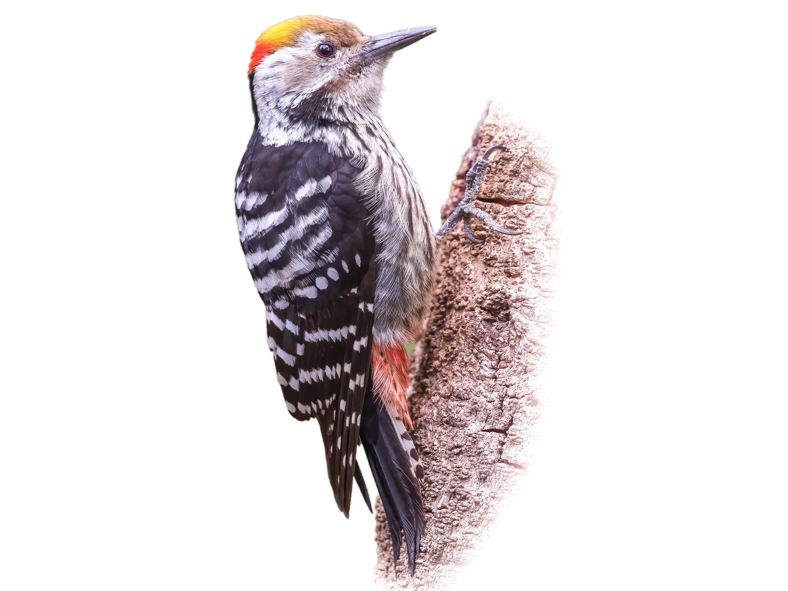 A photo of a Brown-fronted Woodpecker (Dendrocoptes auriceps), male