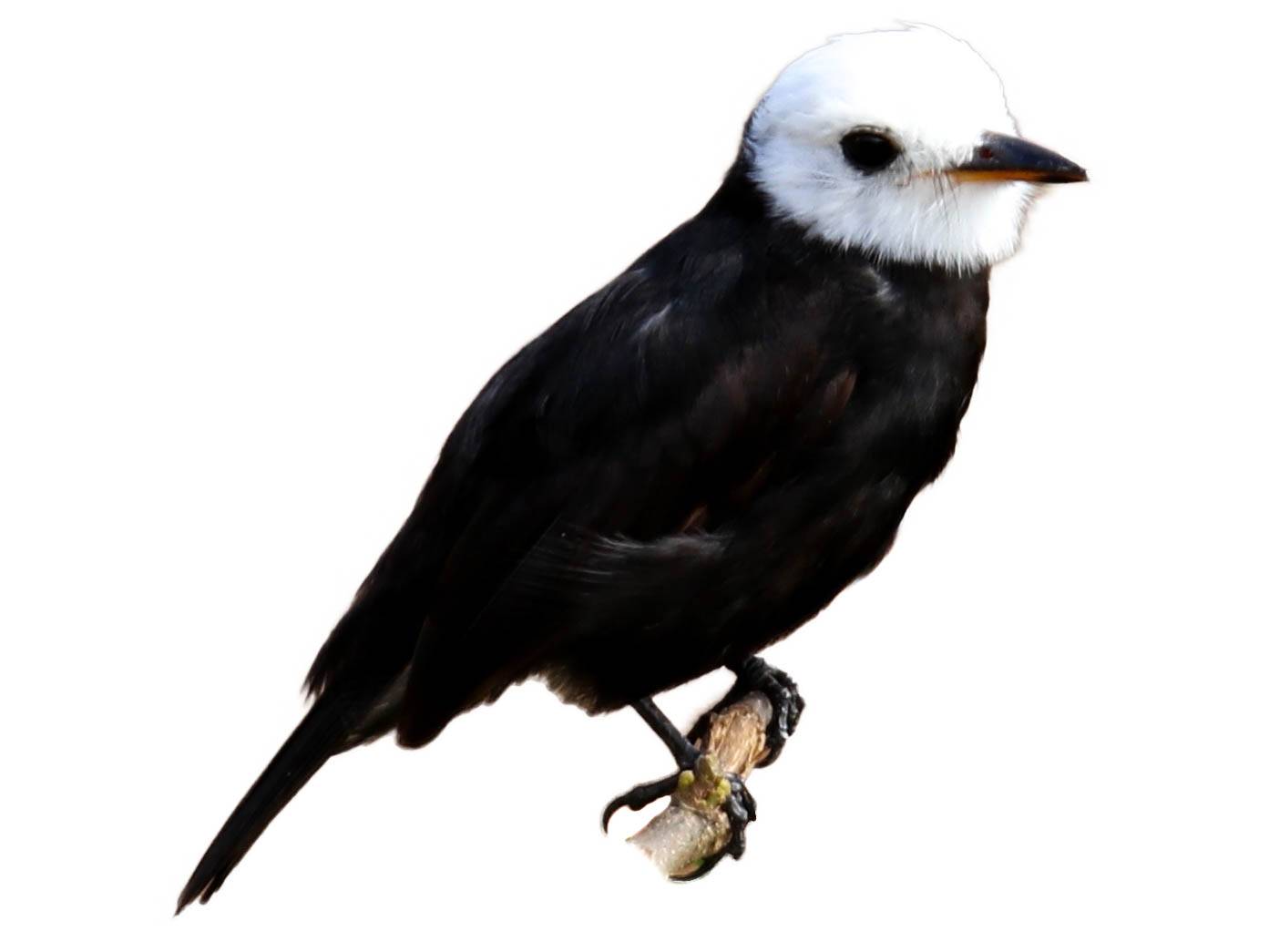 A photo of a White-headed Marsh Tyrant (Arundinicola leucocephala), male