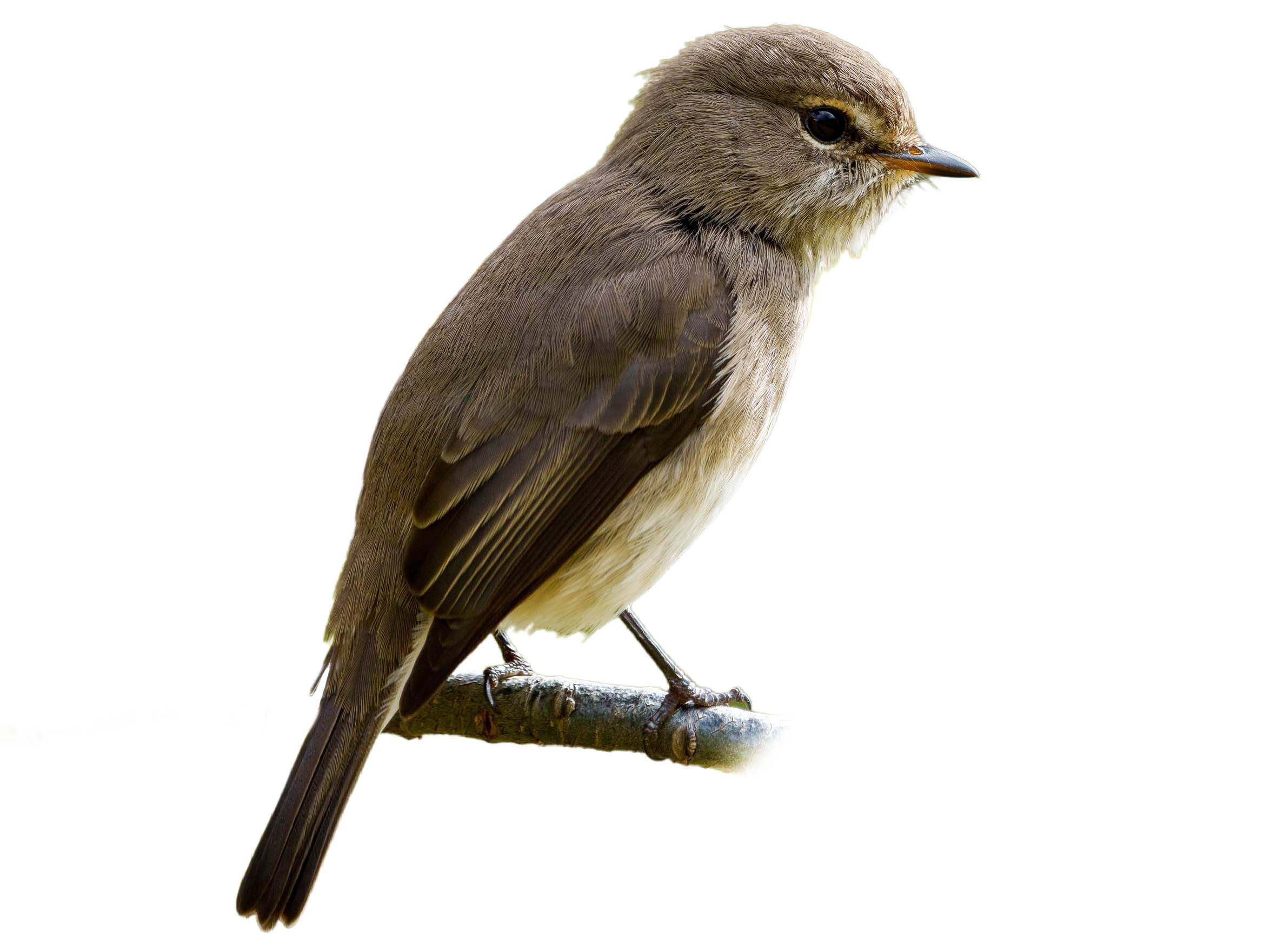 A photo of a African Dusky Flycatcher (Muscicapa adusta)