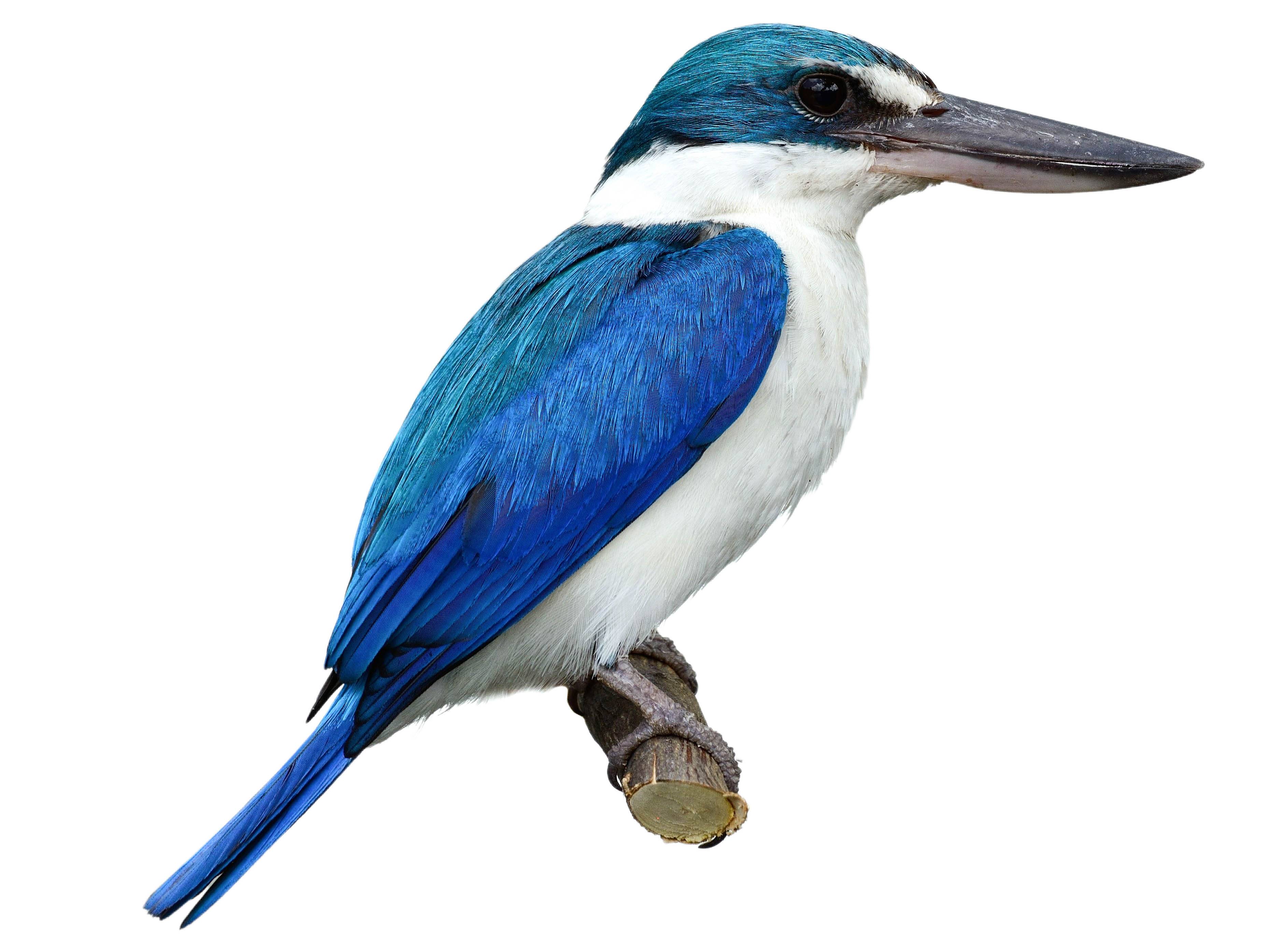 A photo of a Collared Kingfisher (Todiramphus chloris)