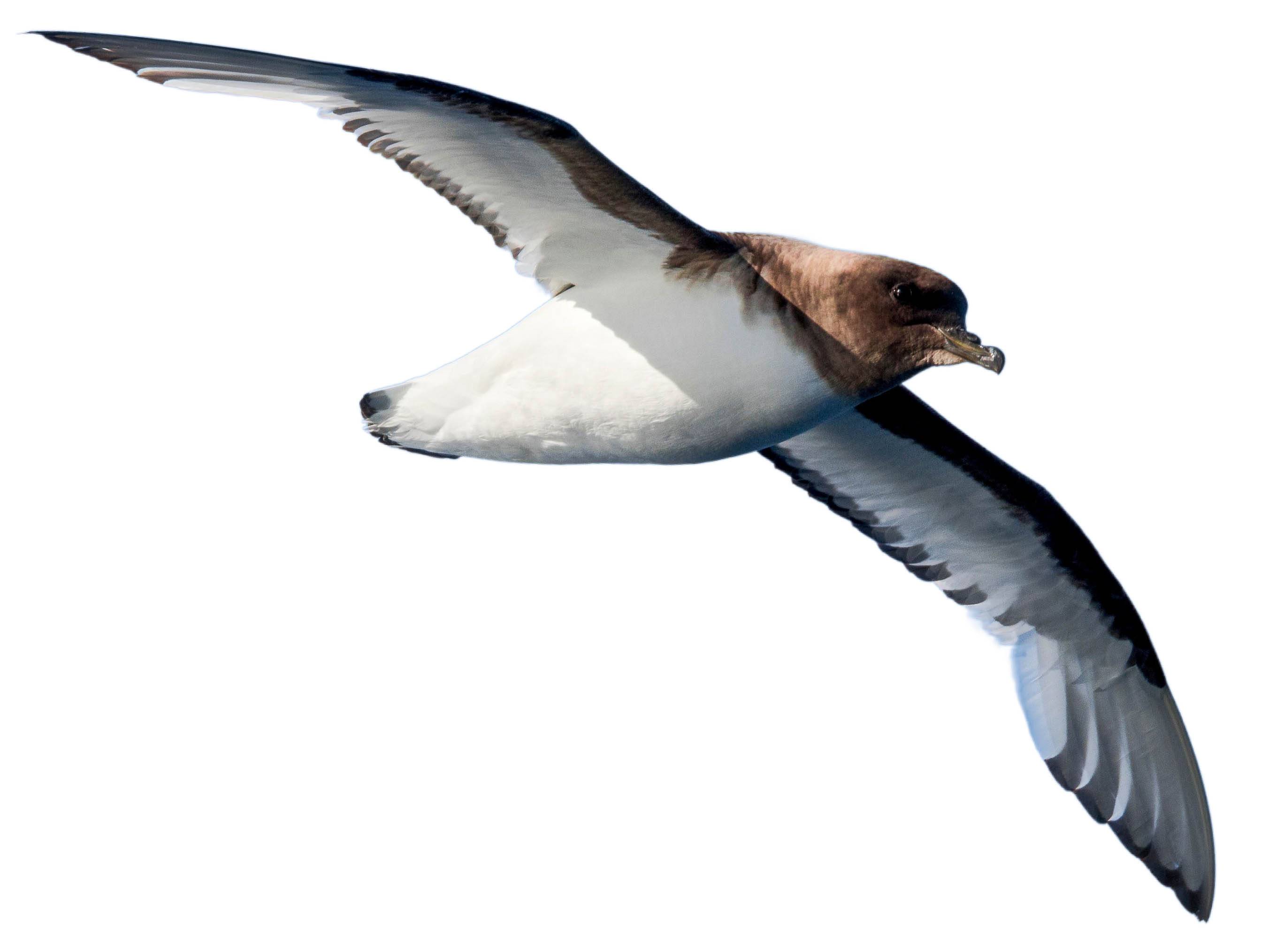 A photo of a Antarctic Petrel (Thalassoica antarctica)