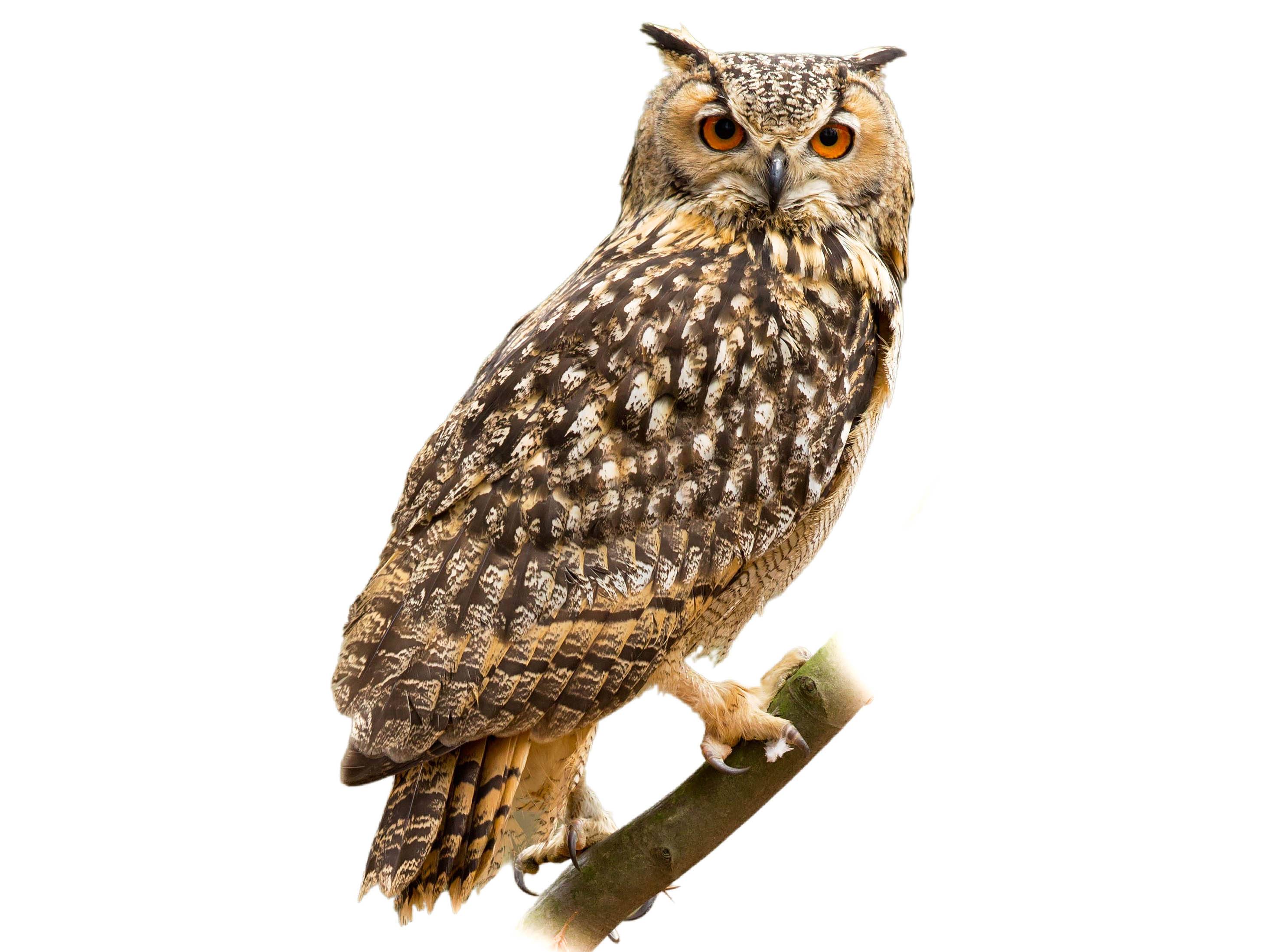 A photo of a Indian Eagle-Owl (Bubo bengalensis)