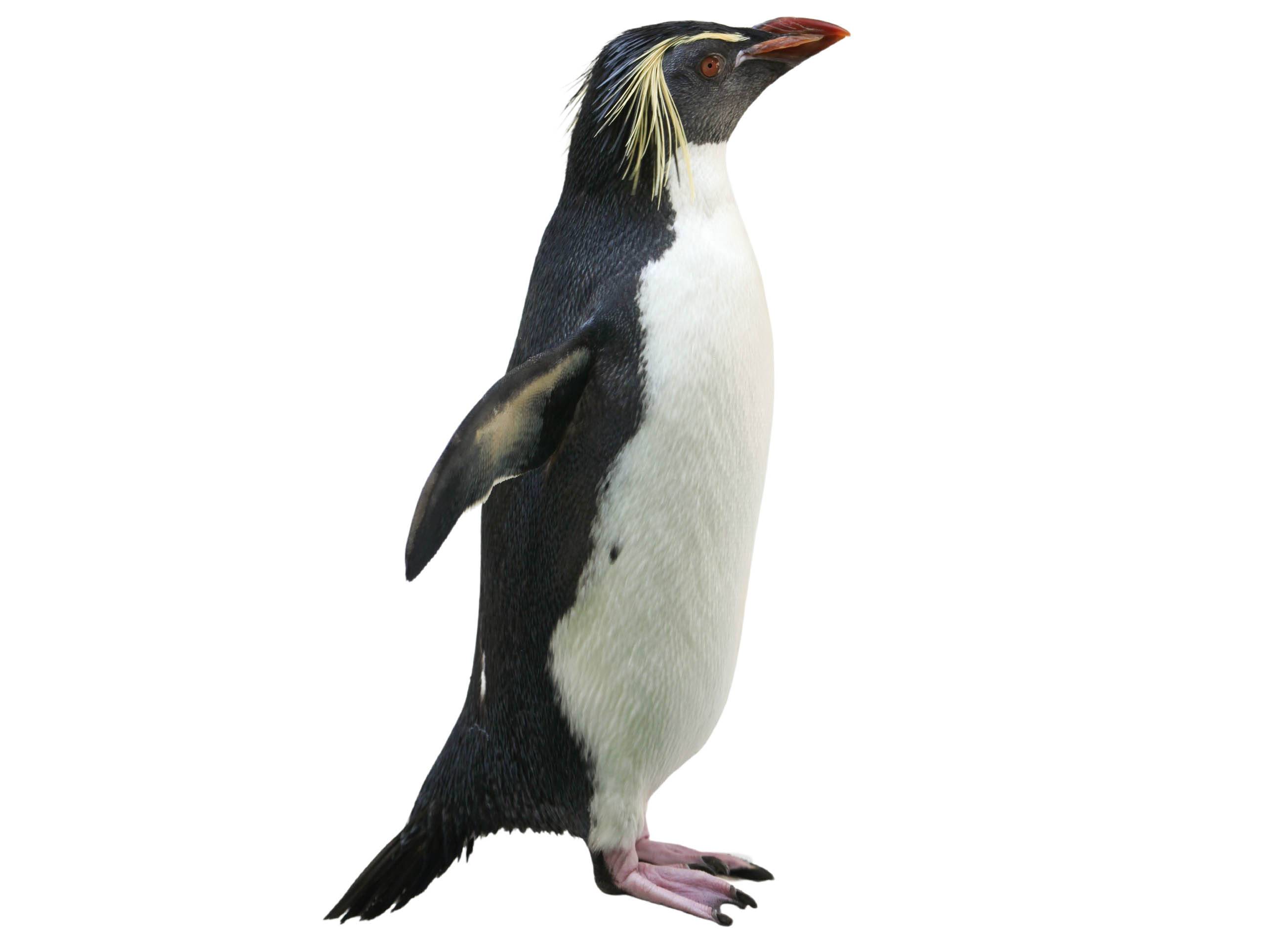 A photo of a Northern Rockhopper Penguin (Eudyptes moseleyi)