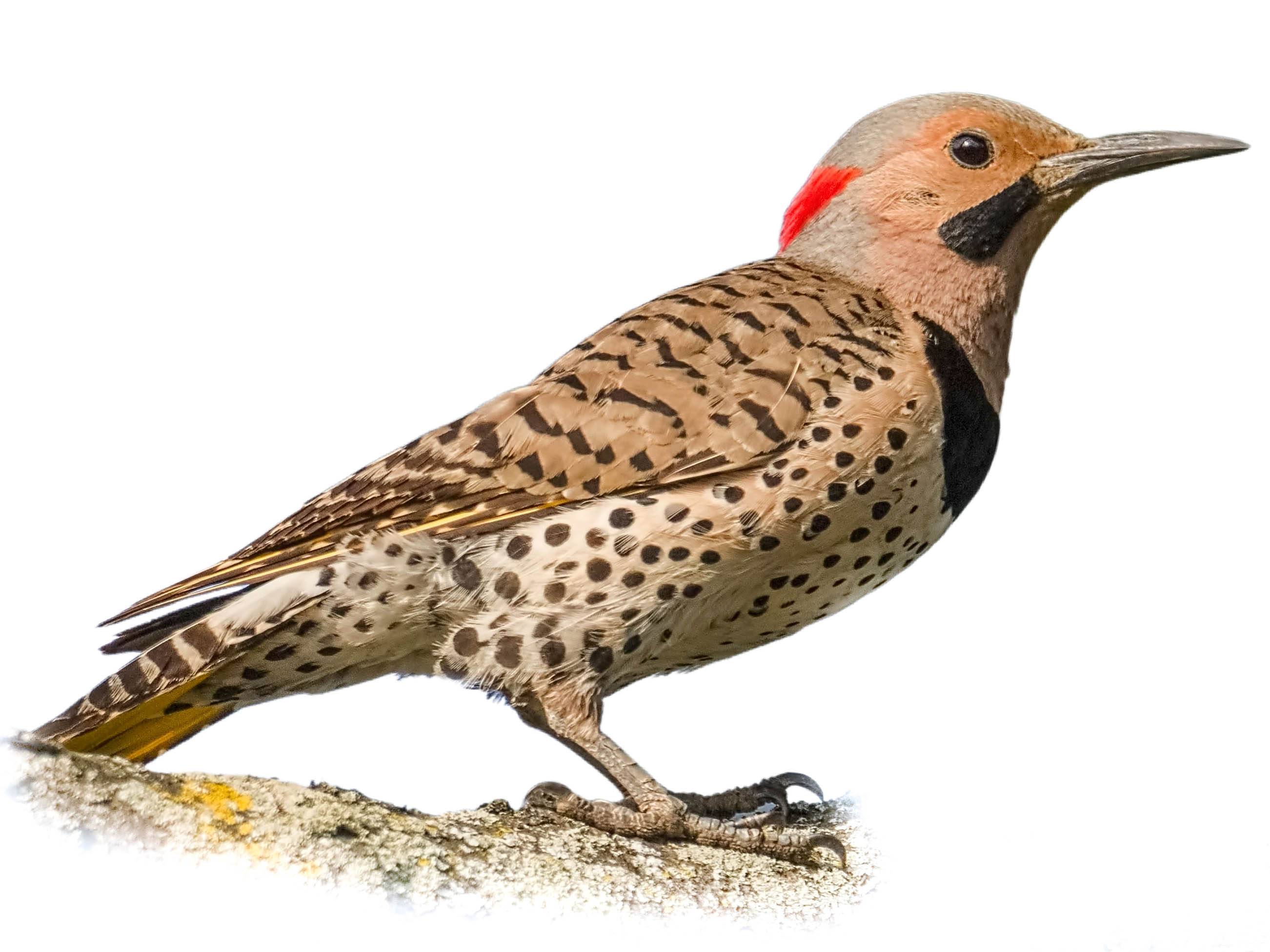 A photo of a Northern Flicker (Colaptes auratus), male