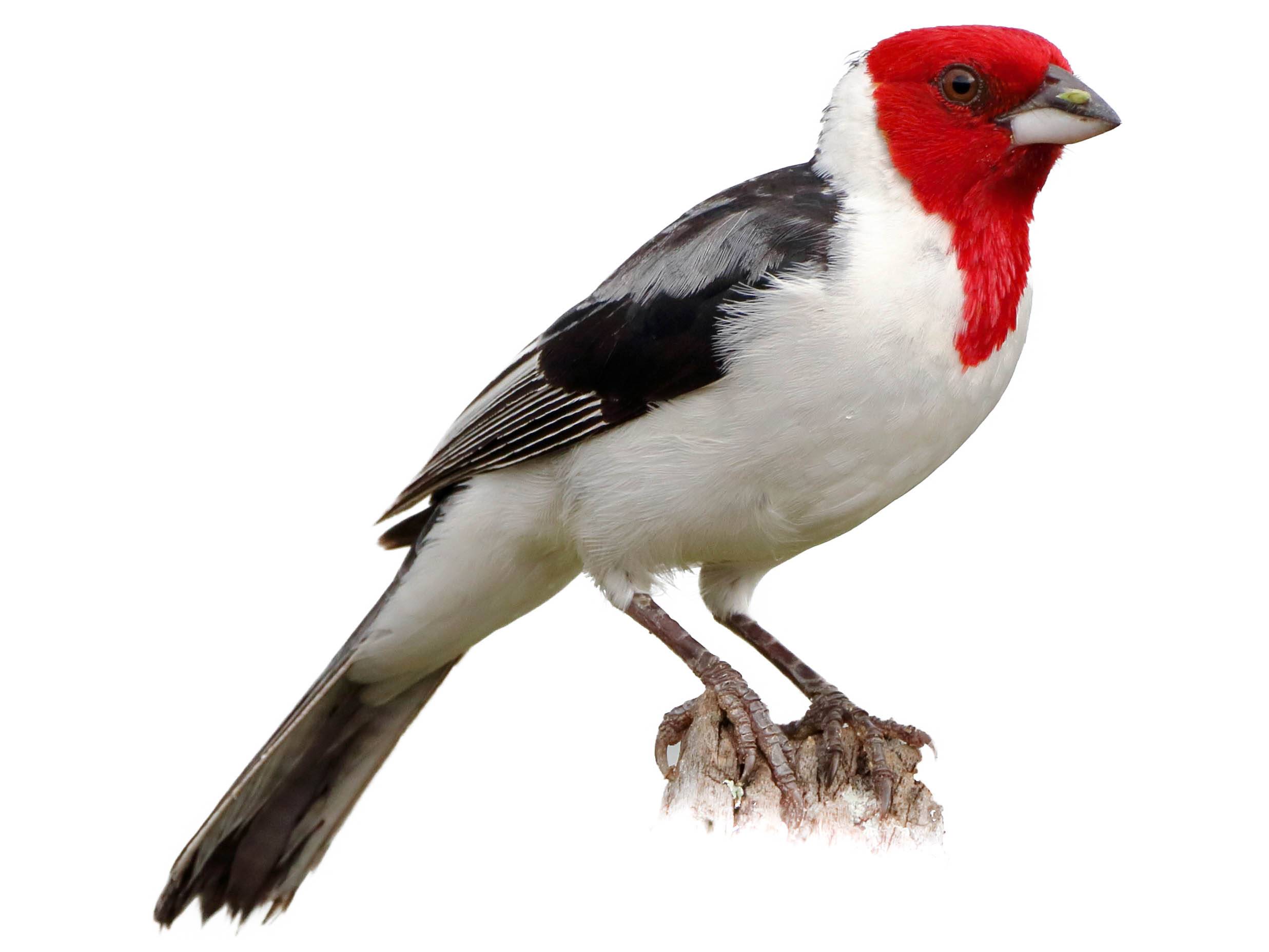 A photo of a Red-cowled Cardinal (Paroaria dominicana)
