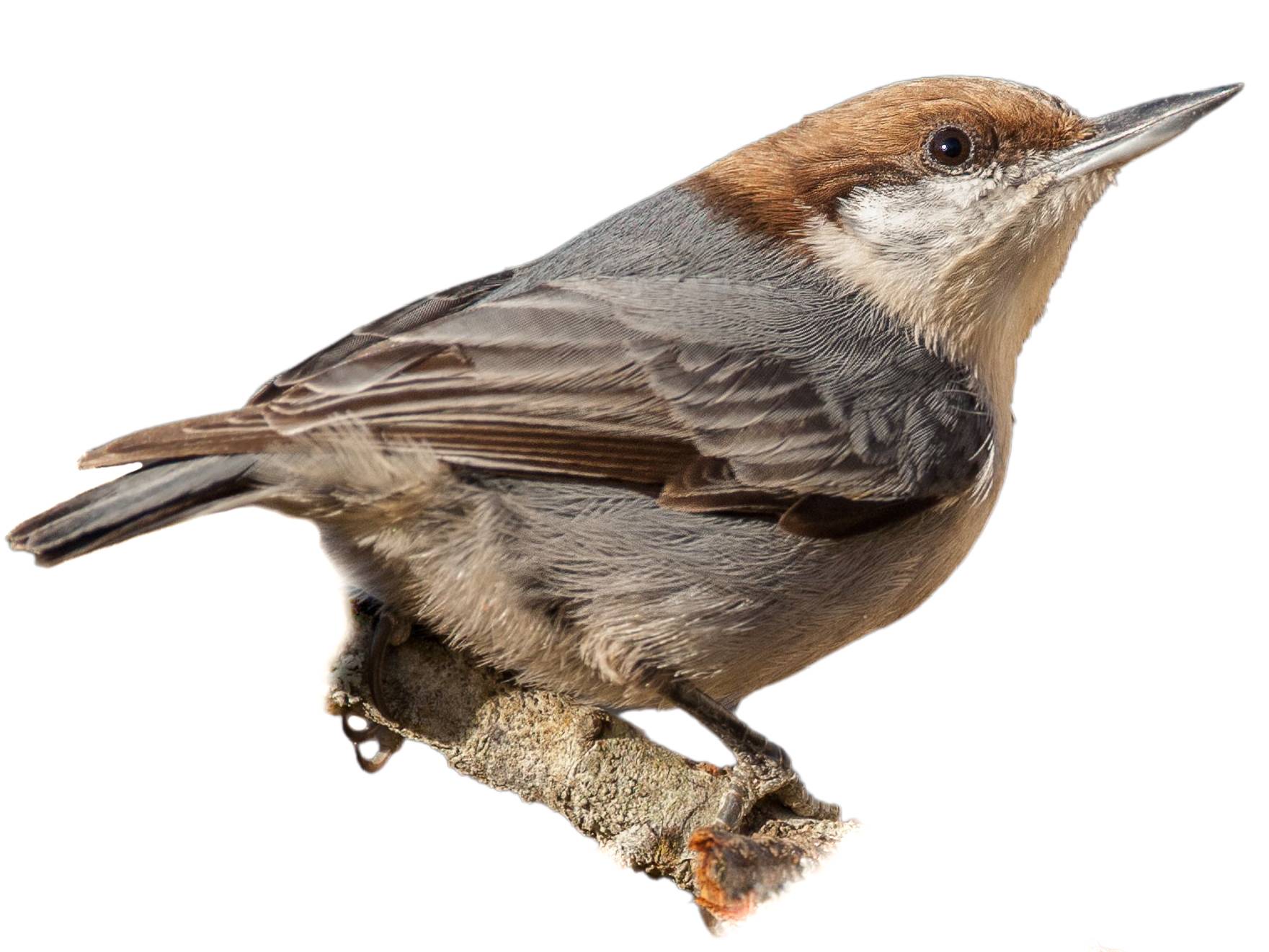 A photo of a Brown-headed Nuthatch (Sitta pusilla)