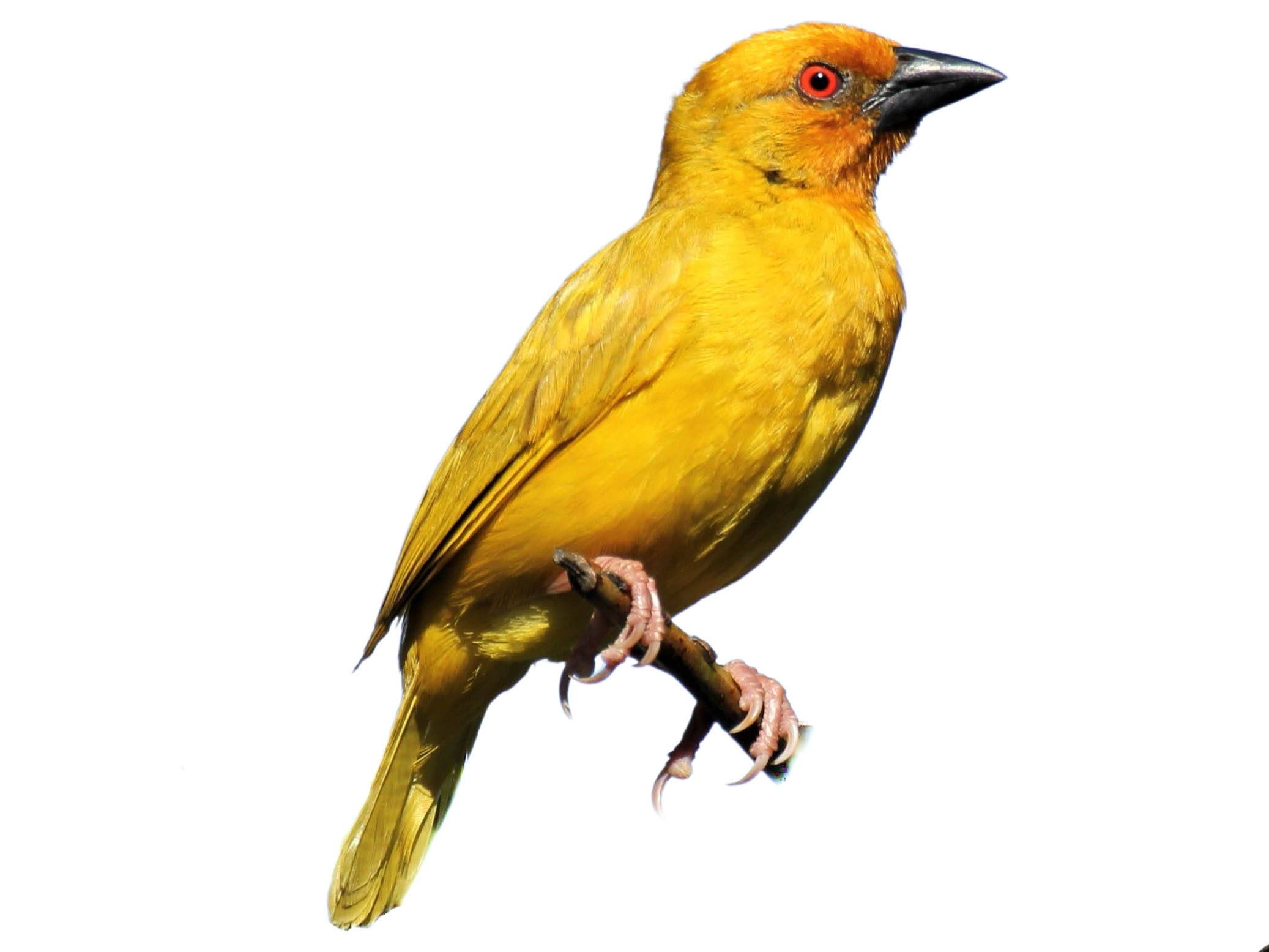 A photo of a Eastern Golden Weaver (Ploceus subaureus), male