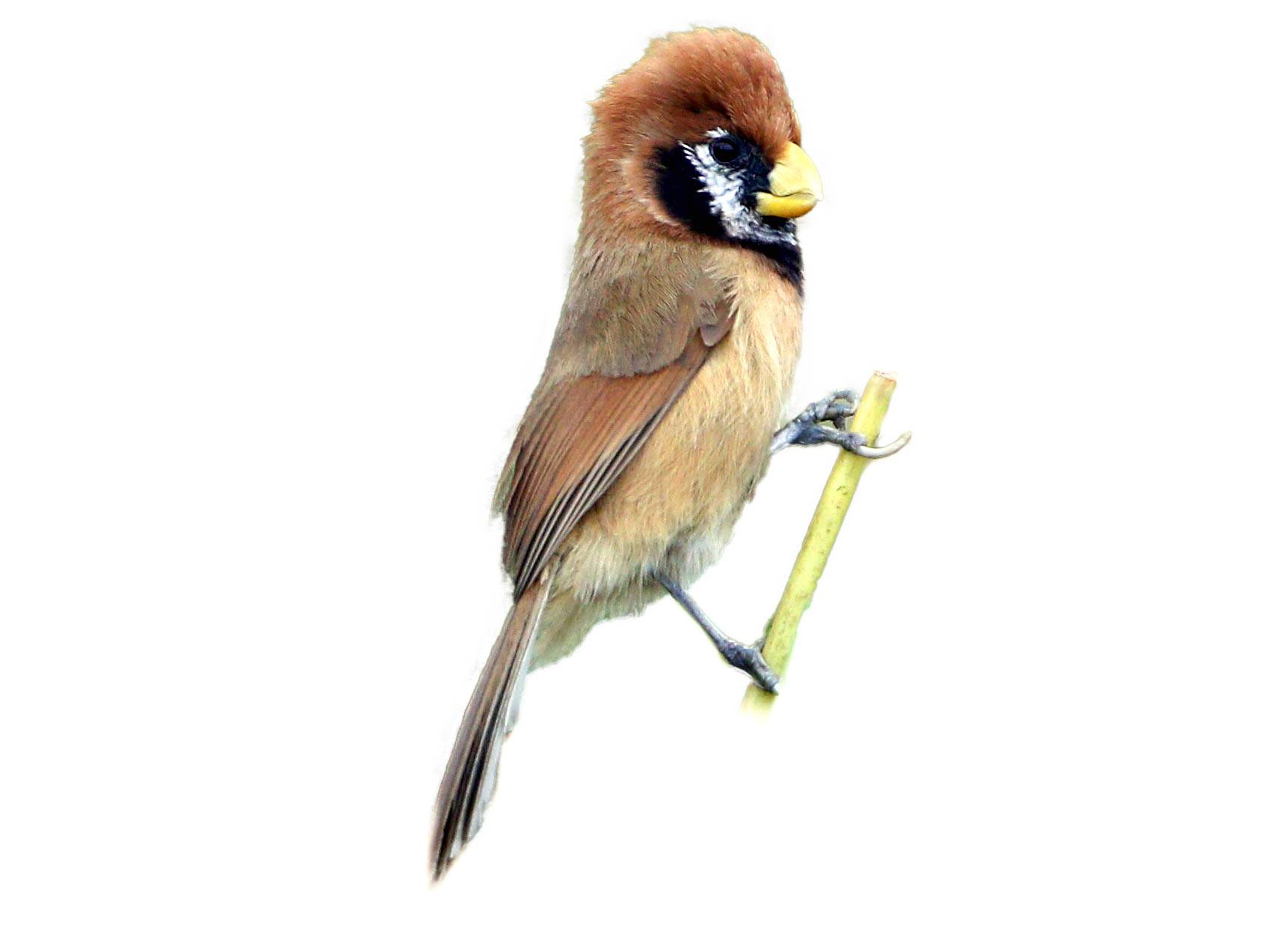 A photo of a Black-breasted Parrotbill (Paradoxornis flavirostris)