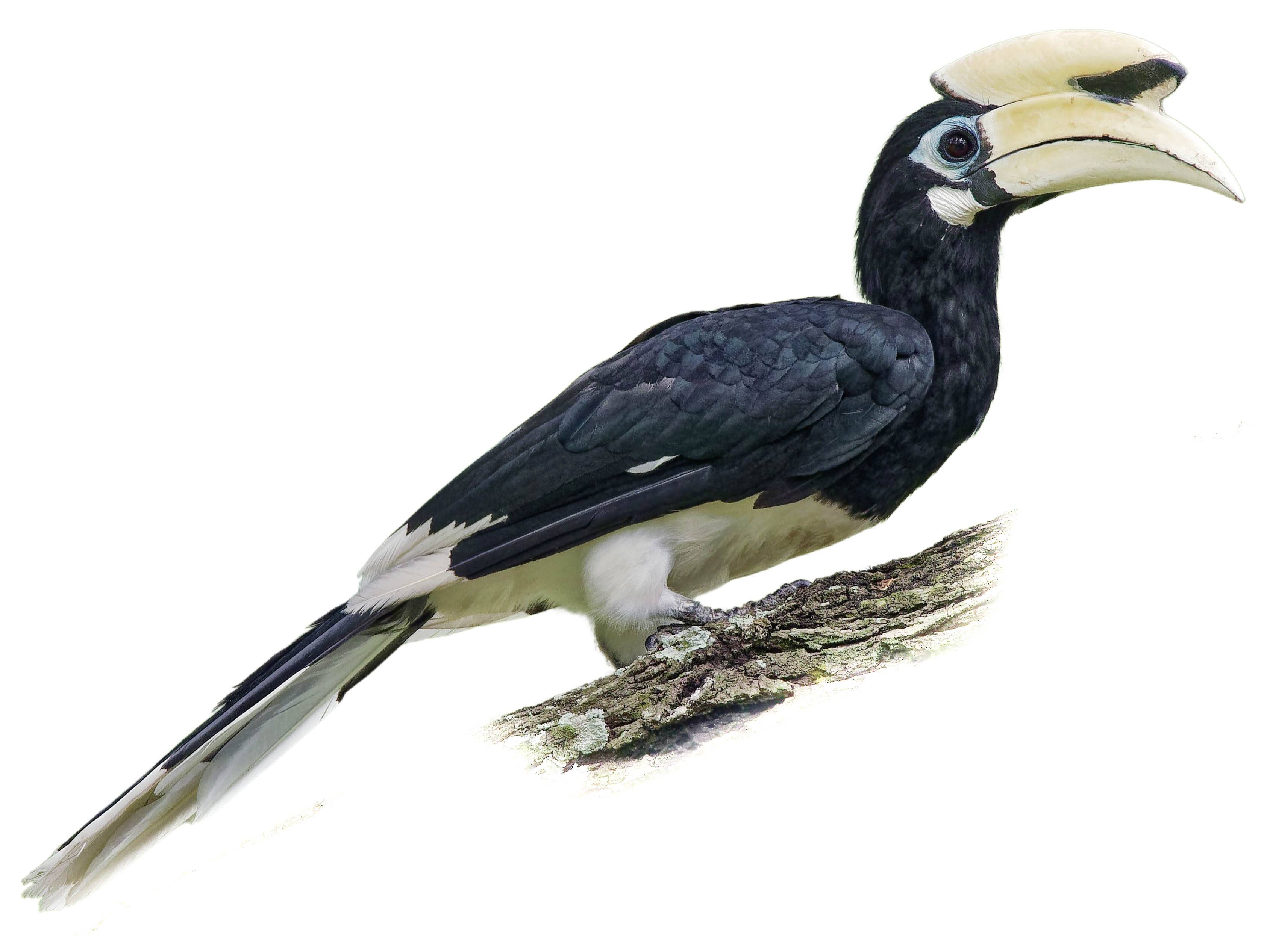Oriental Pied Hornbill (Anthracoceros albirostris) identification